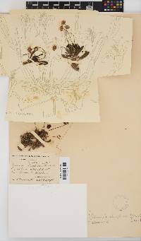 Crassothonna clavifolia image