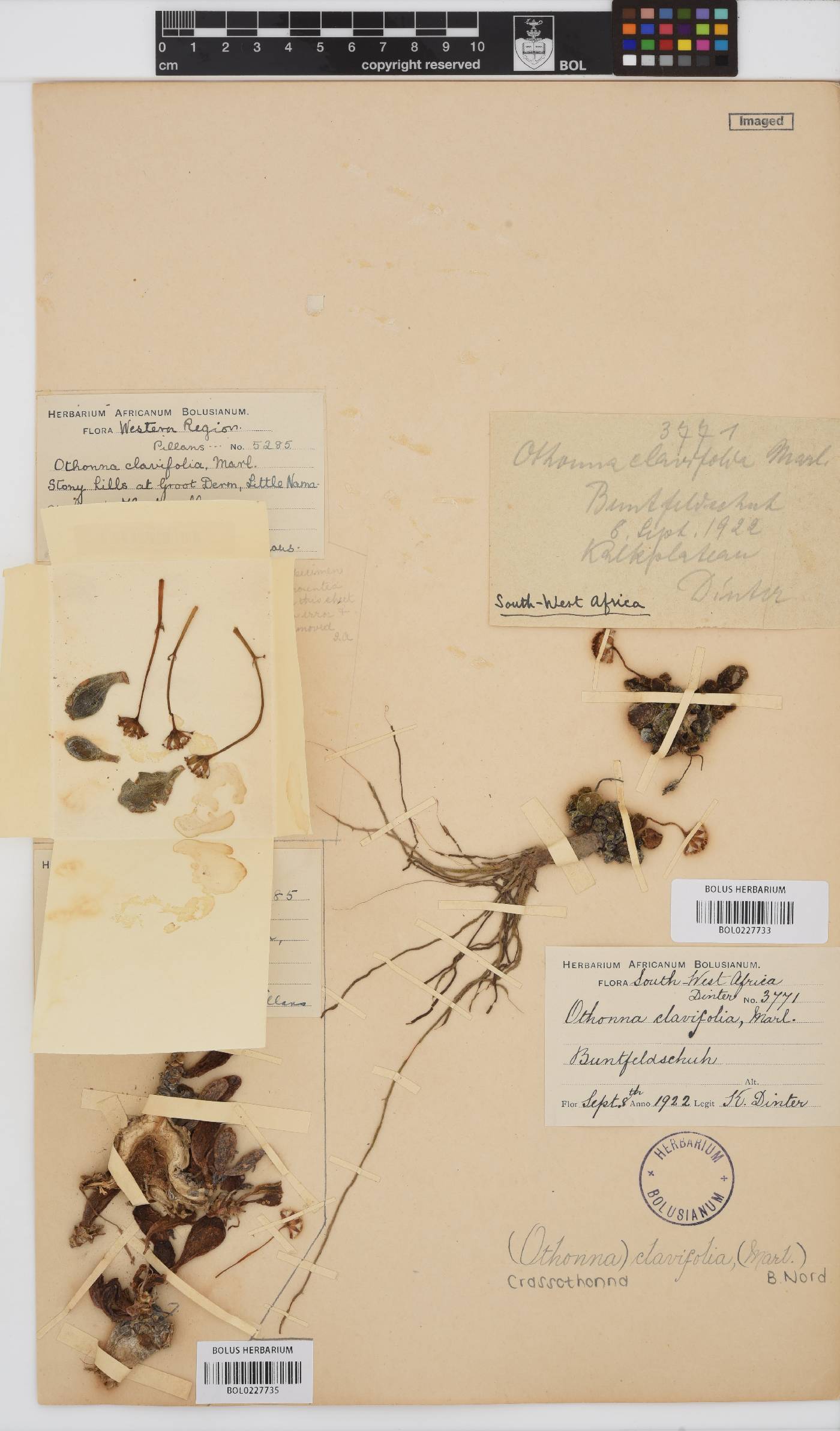 Crassothonna clavifolia image