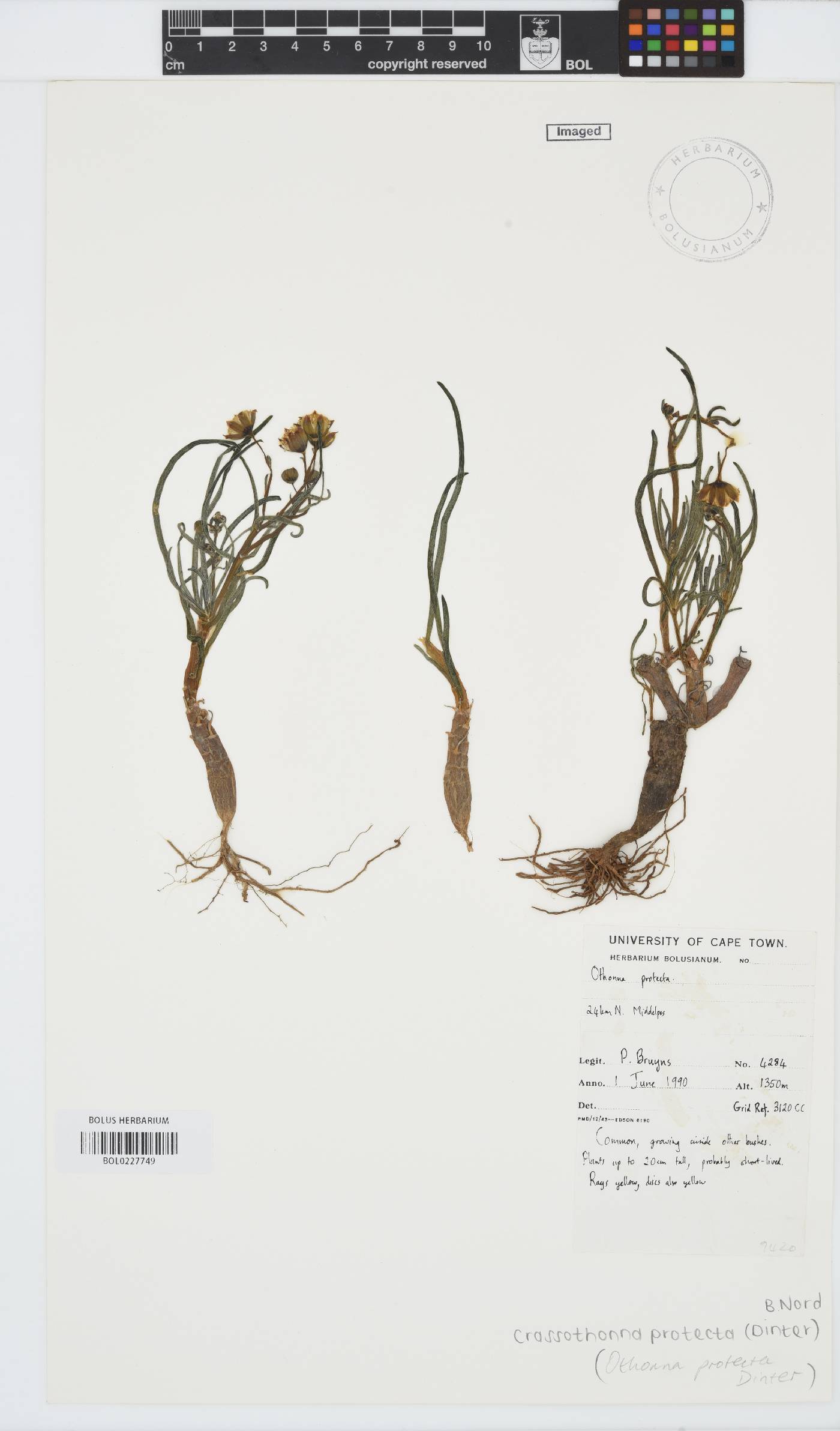 Crassothonna protecta image