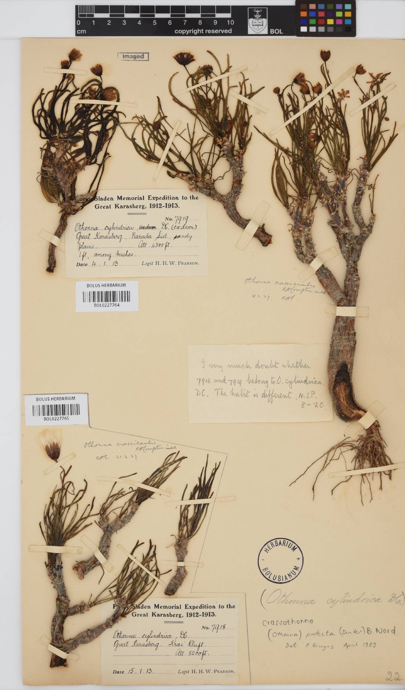 Crassothonna protecta image