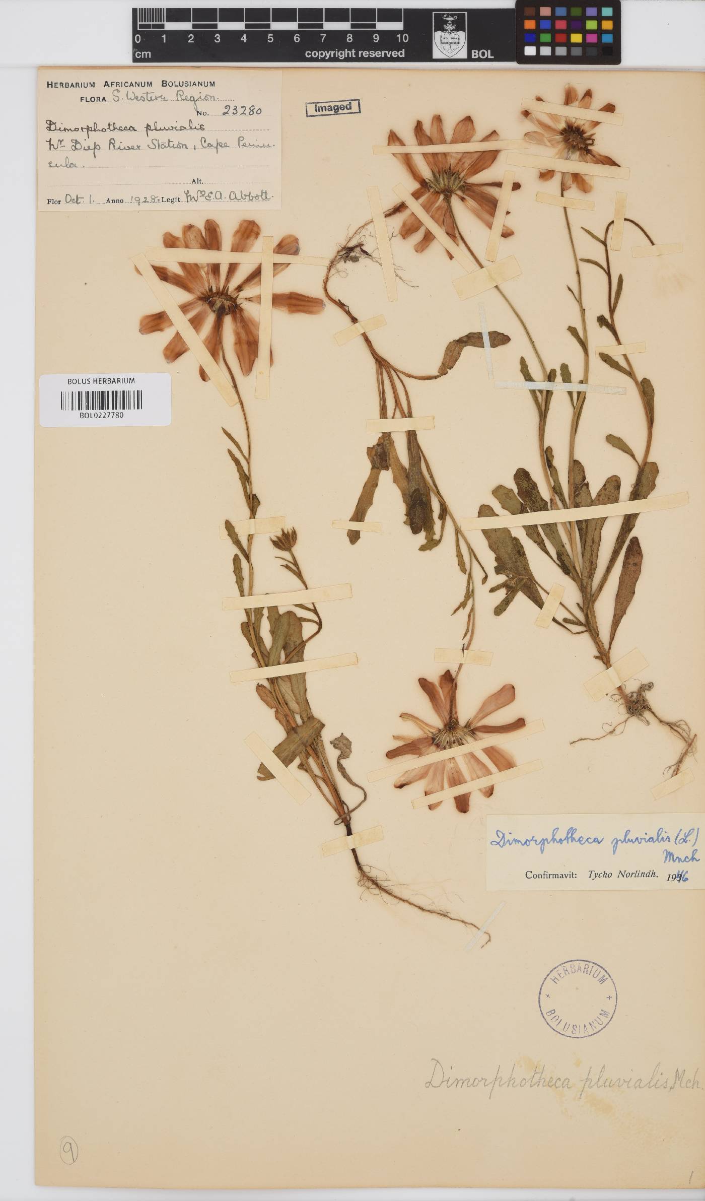 Dimorphotheca pluvialis image