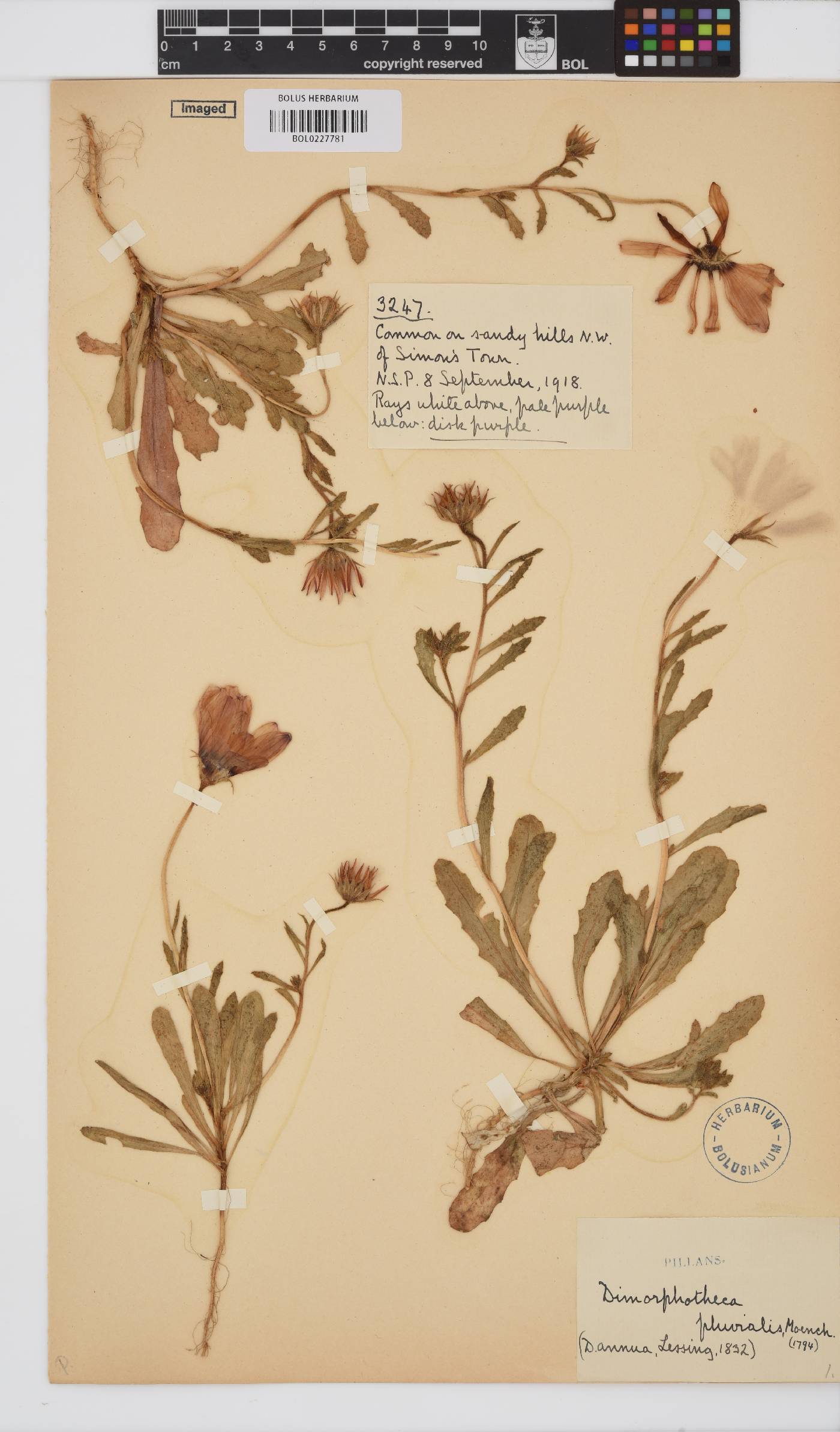 Dimorphotheca pluvialis image