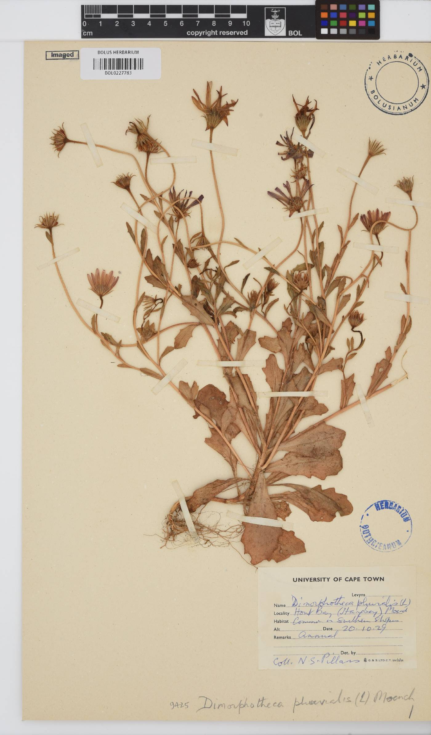 Dimorphotheca pluvialis image