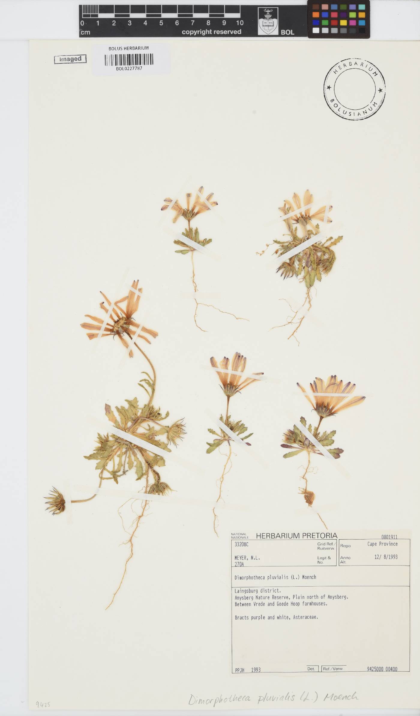 Dimorphotheca pluvialis image