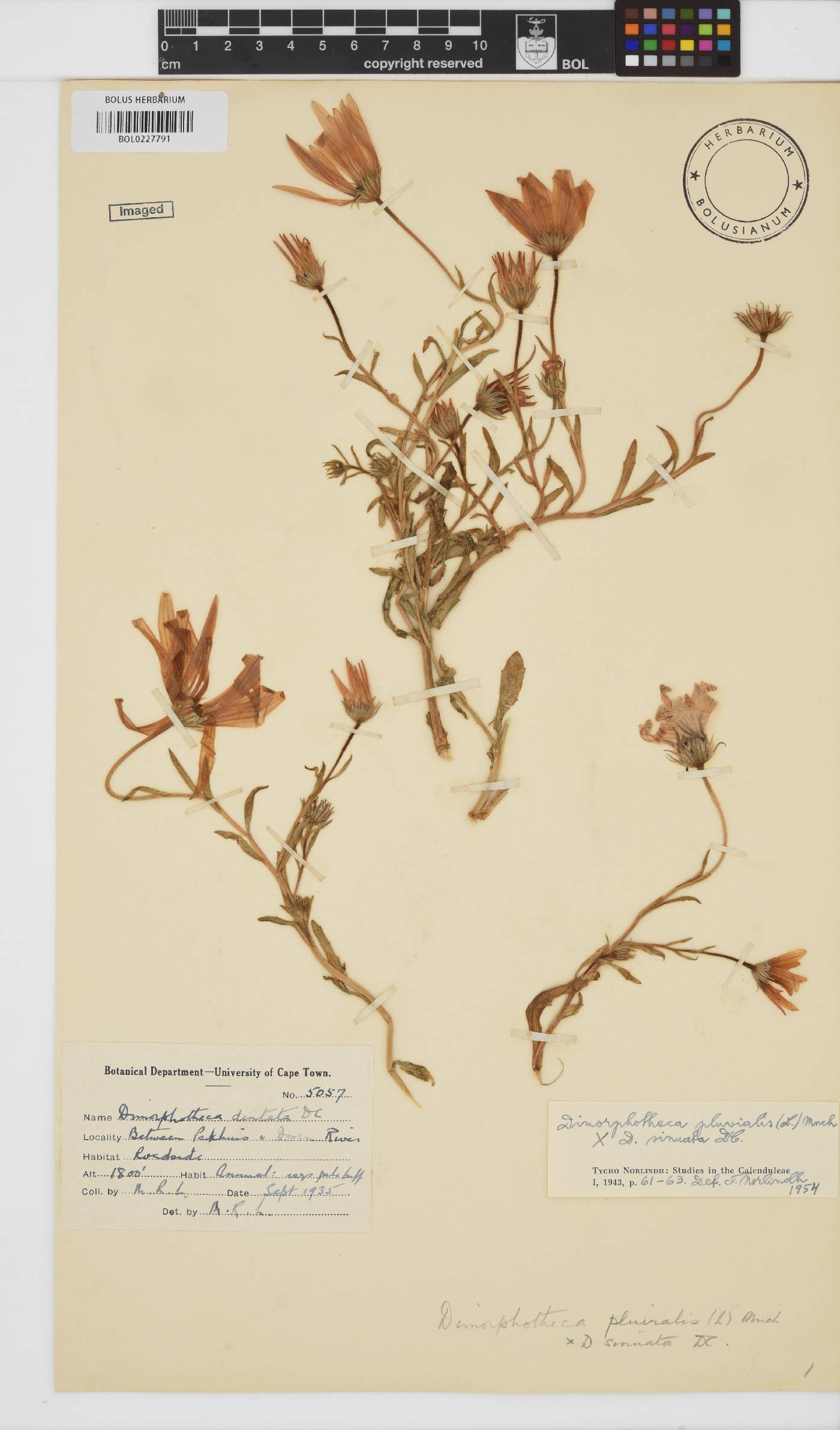 Dimorphotheca pluvialis image