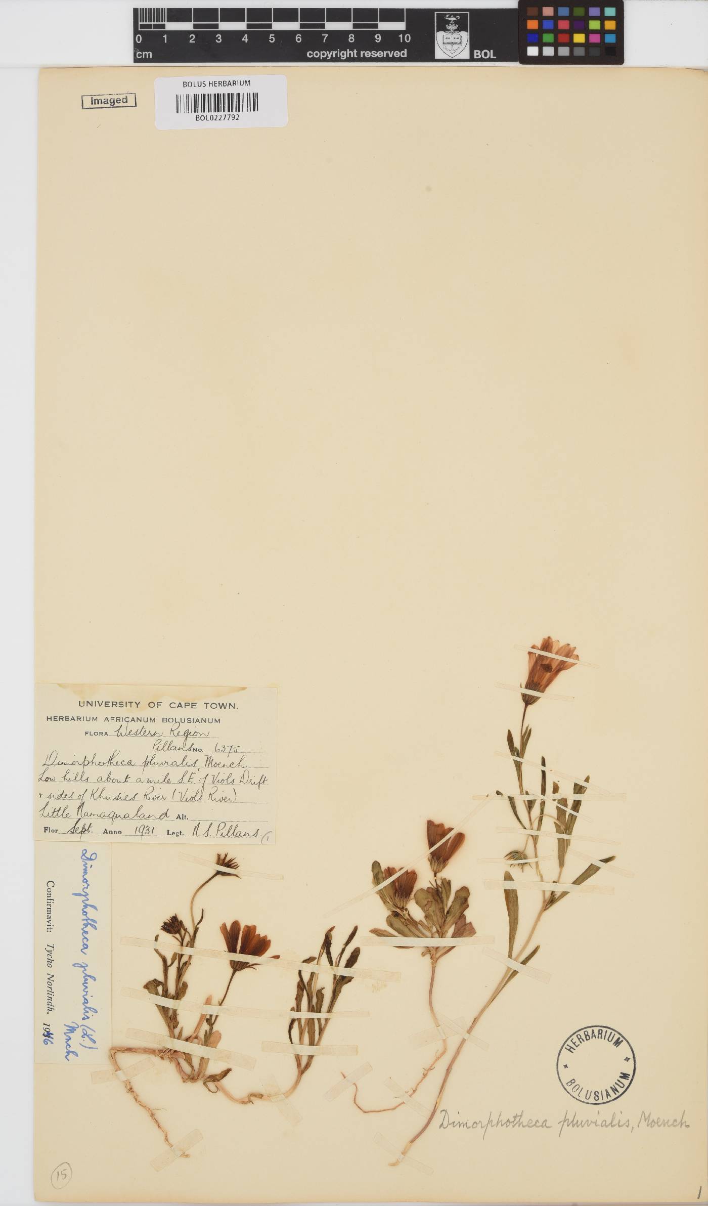 Dimorphotheca pluvialis image