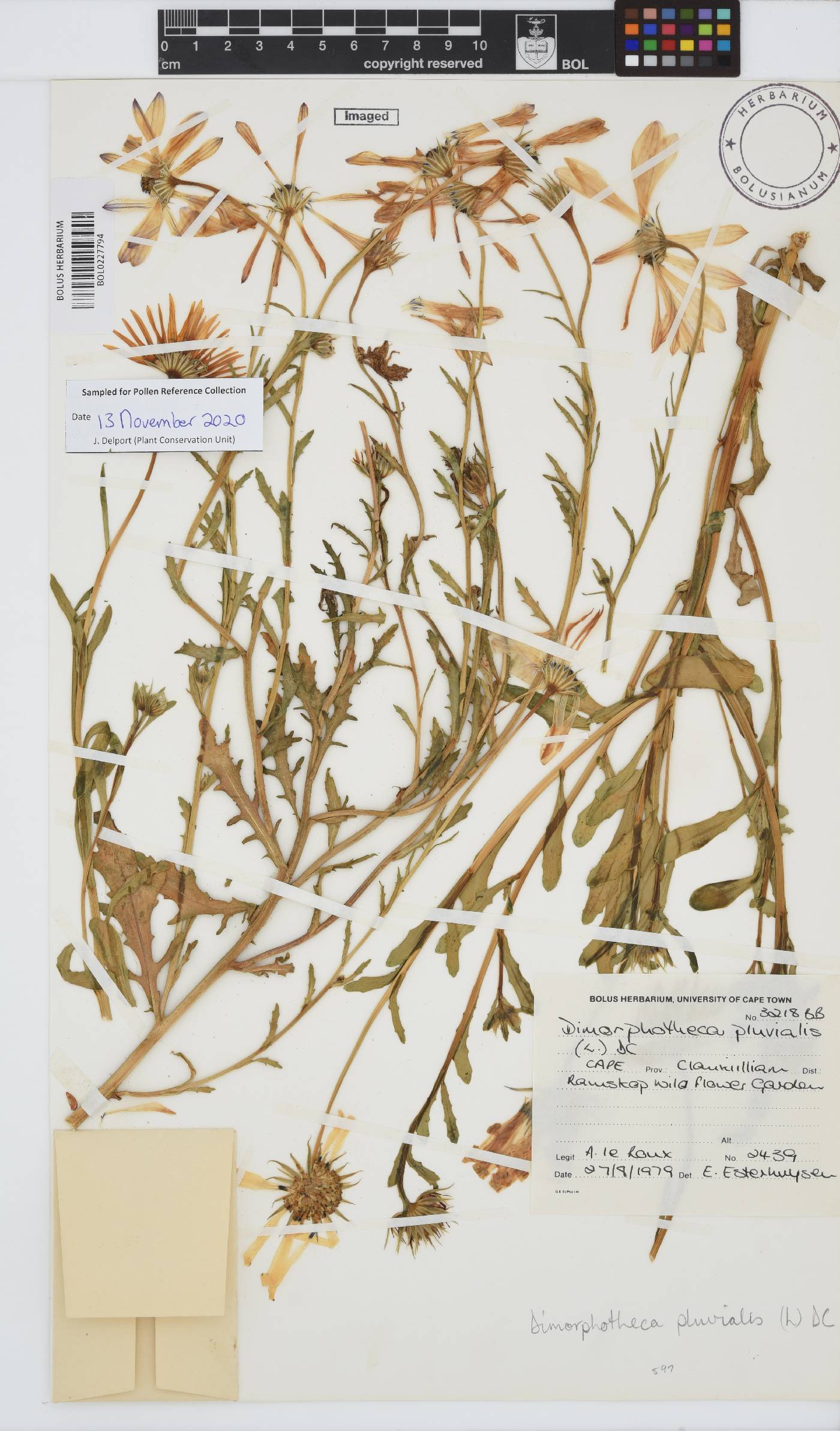 Dimorphotheca pluvialis image