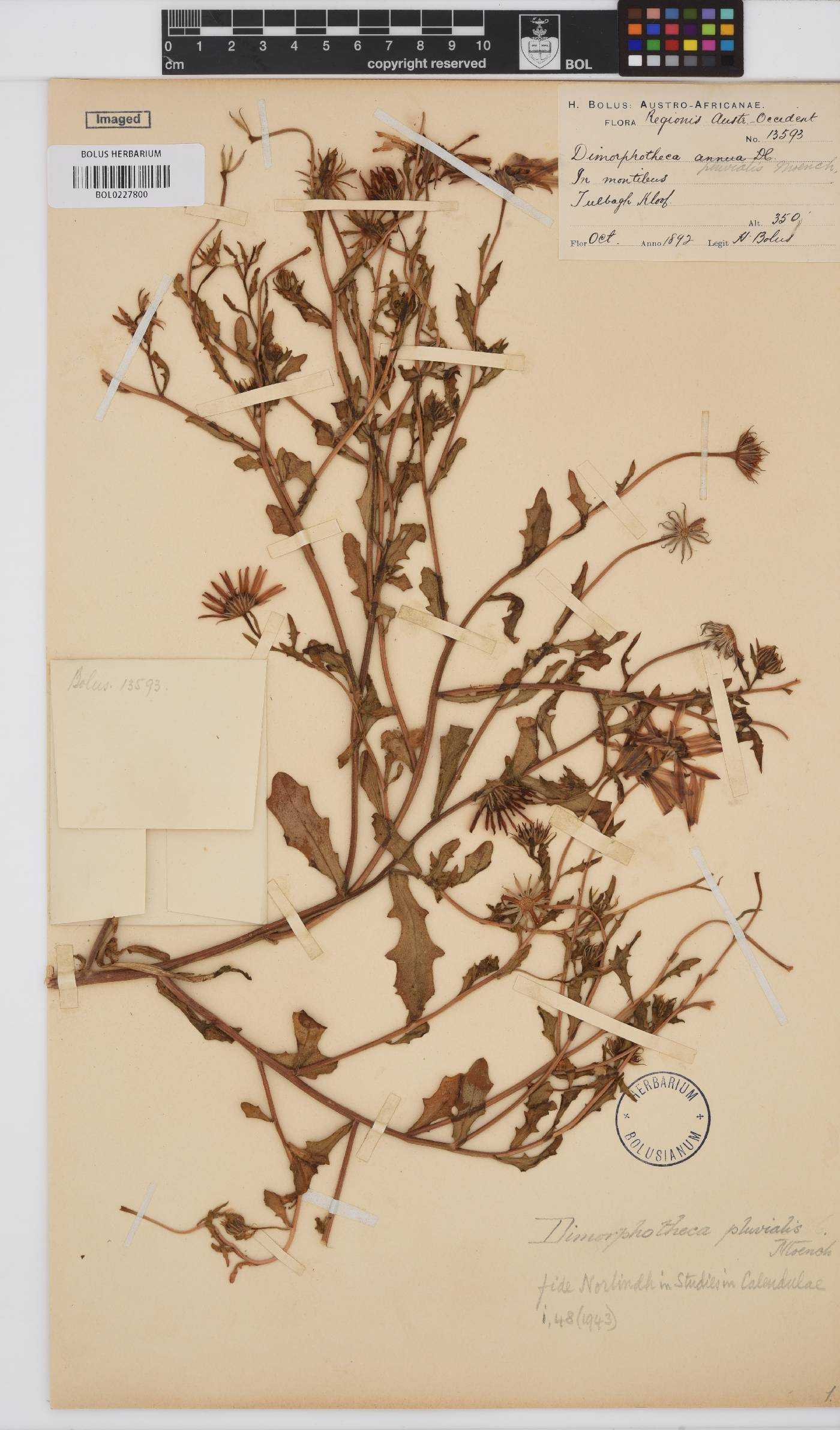 Dimorphotheca pluvialis image
