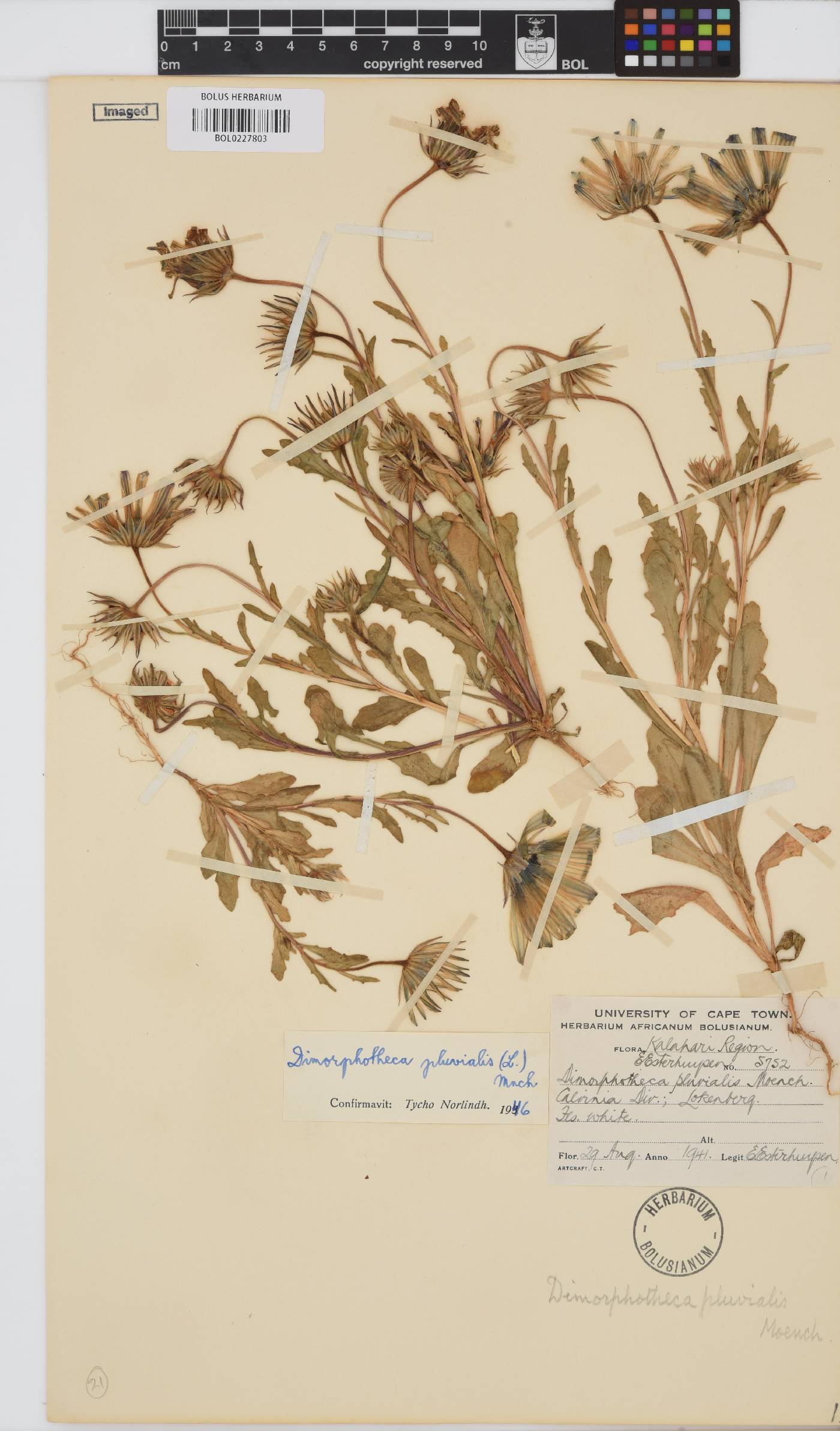 Dimorphotheca pluvialis image