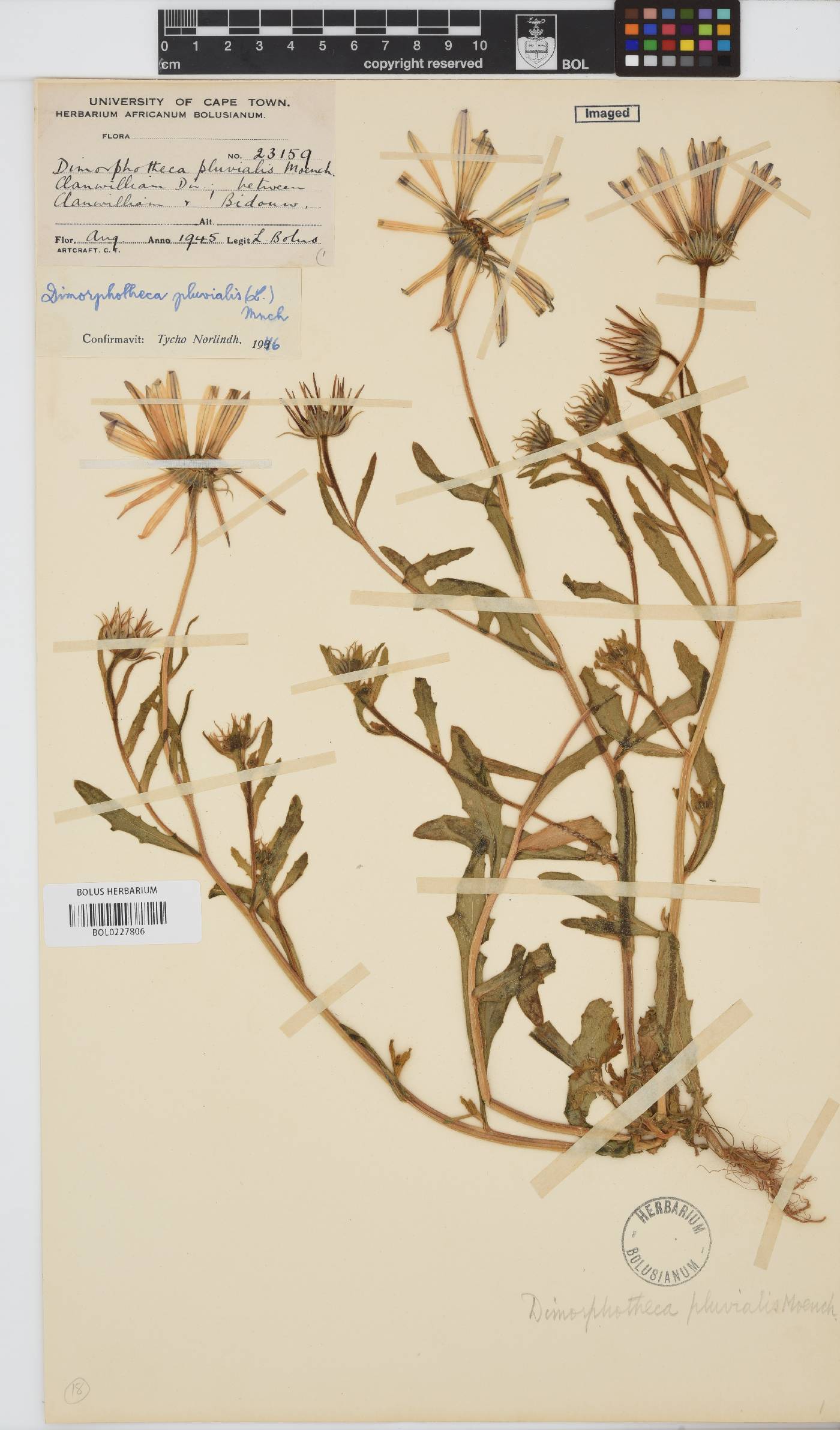 Dimorphotheca pluvialis image