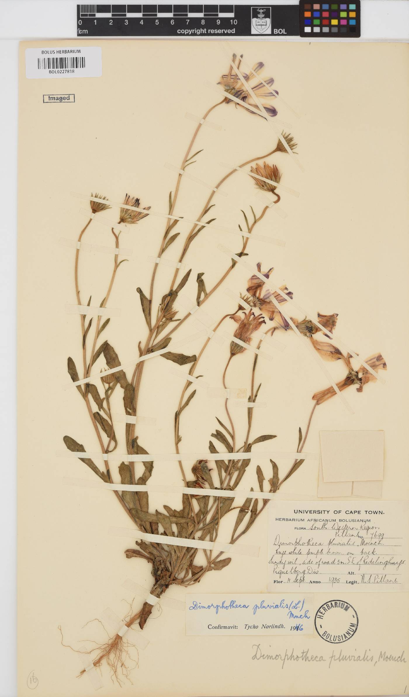 Dimorphotheca pluvialis image