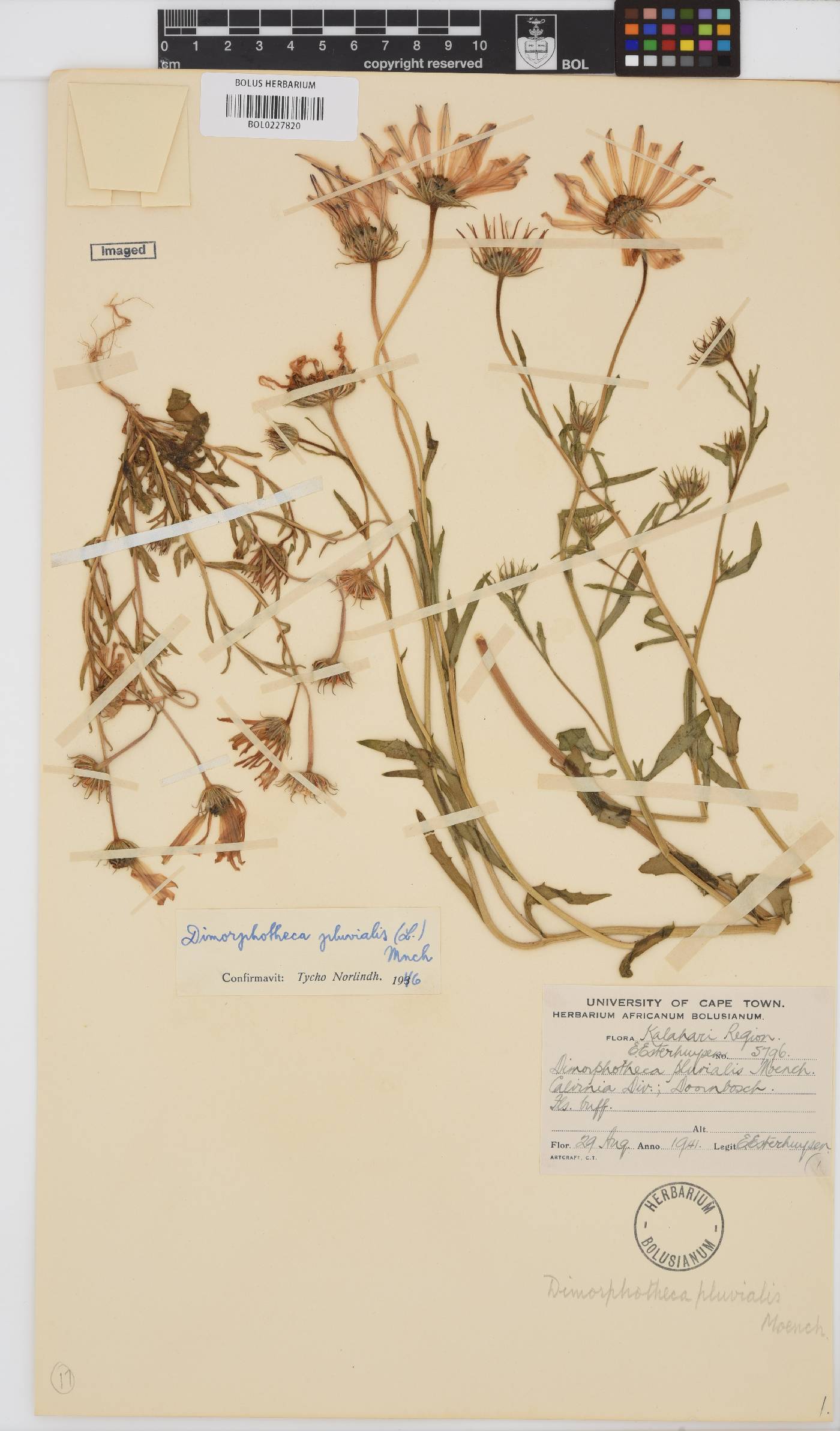 Dimorphotheca pluvialis image