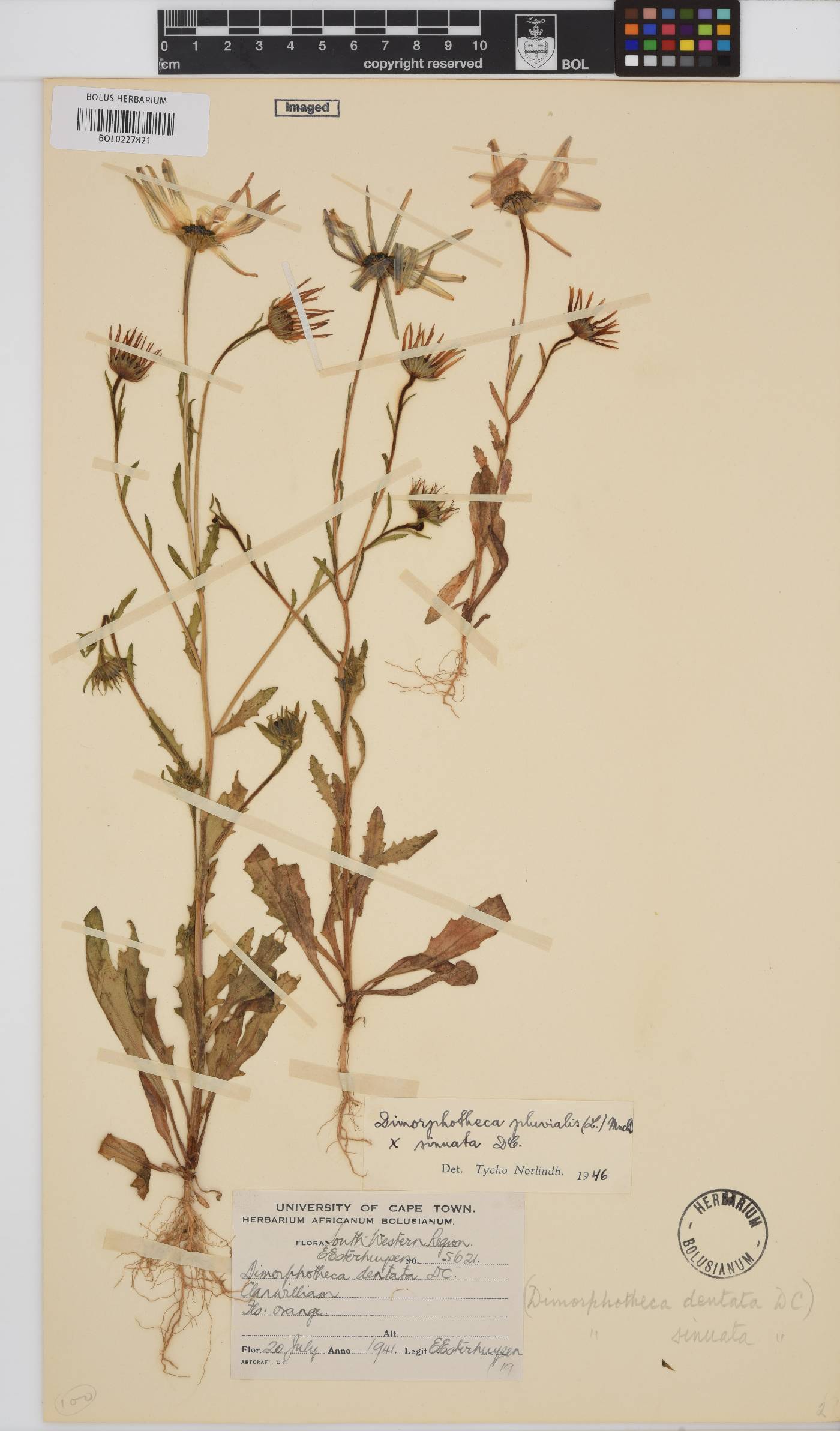 Dimorphotheca pluvialis image