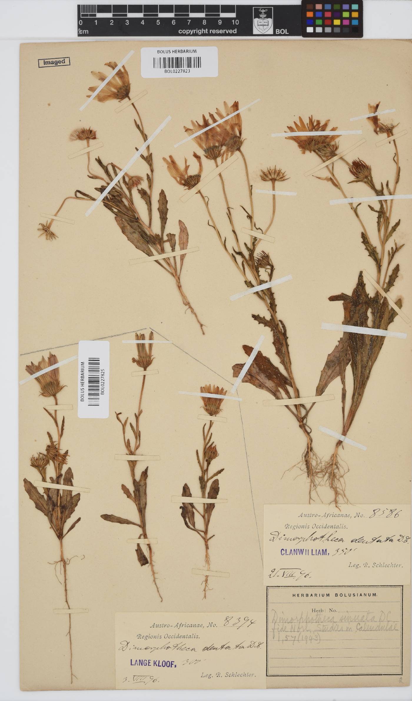 Dimorphotheca sinuata image