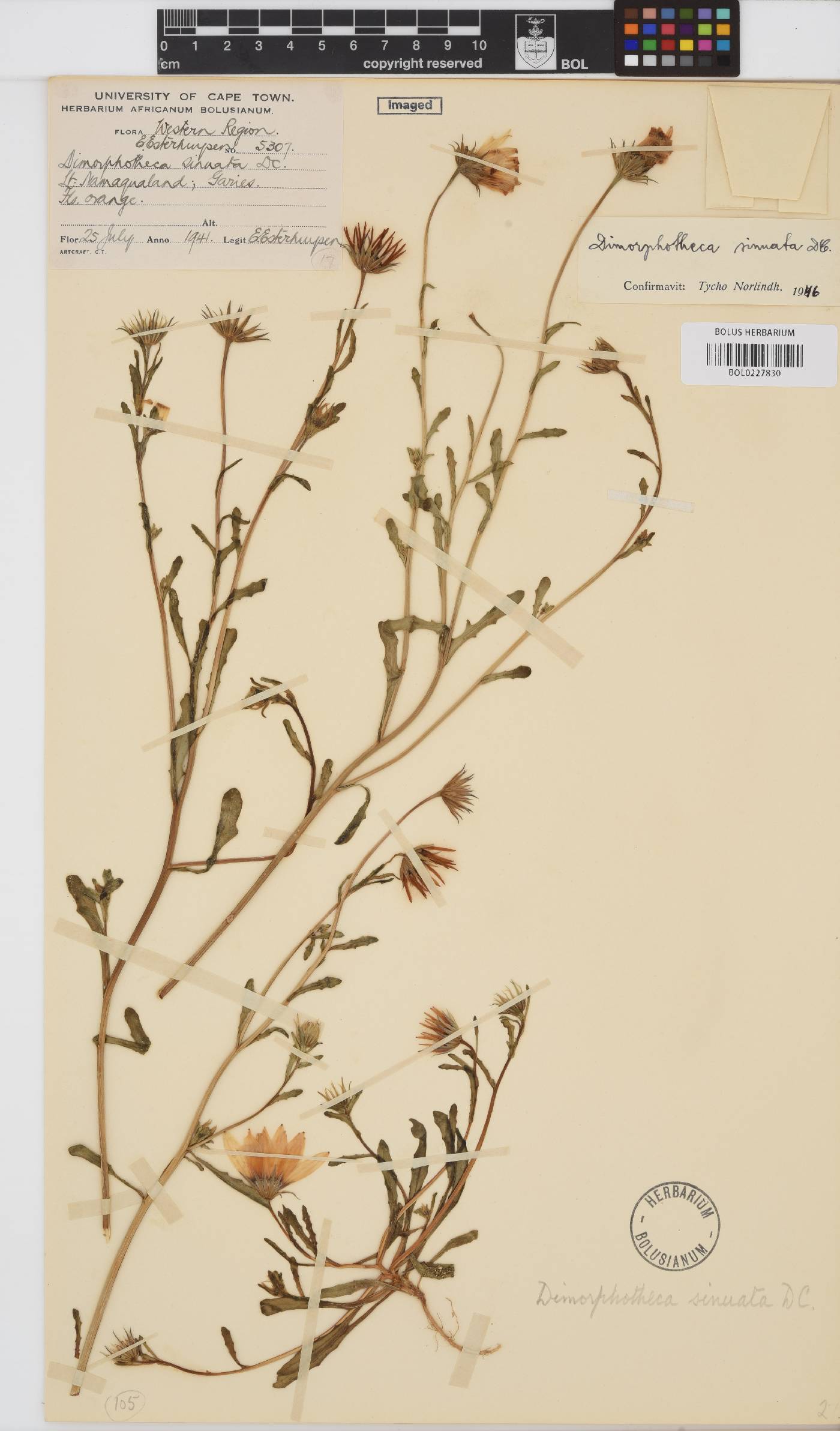 Dimorphotheca sinuata image