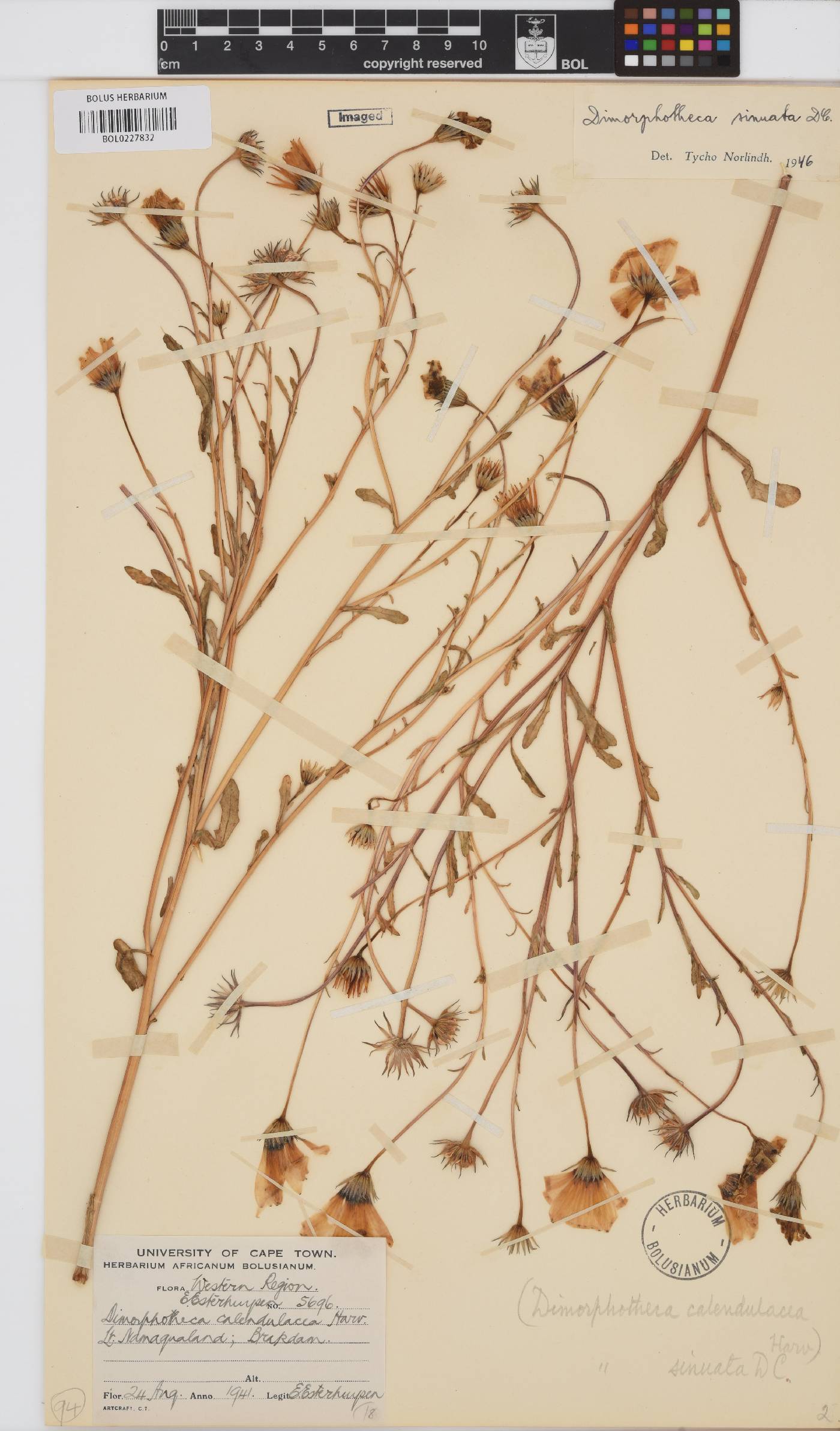 Dimorphotheca sinuata image
