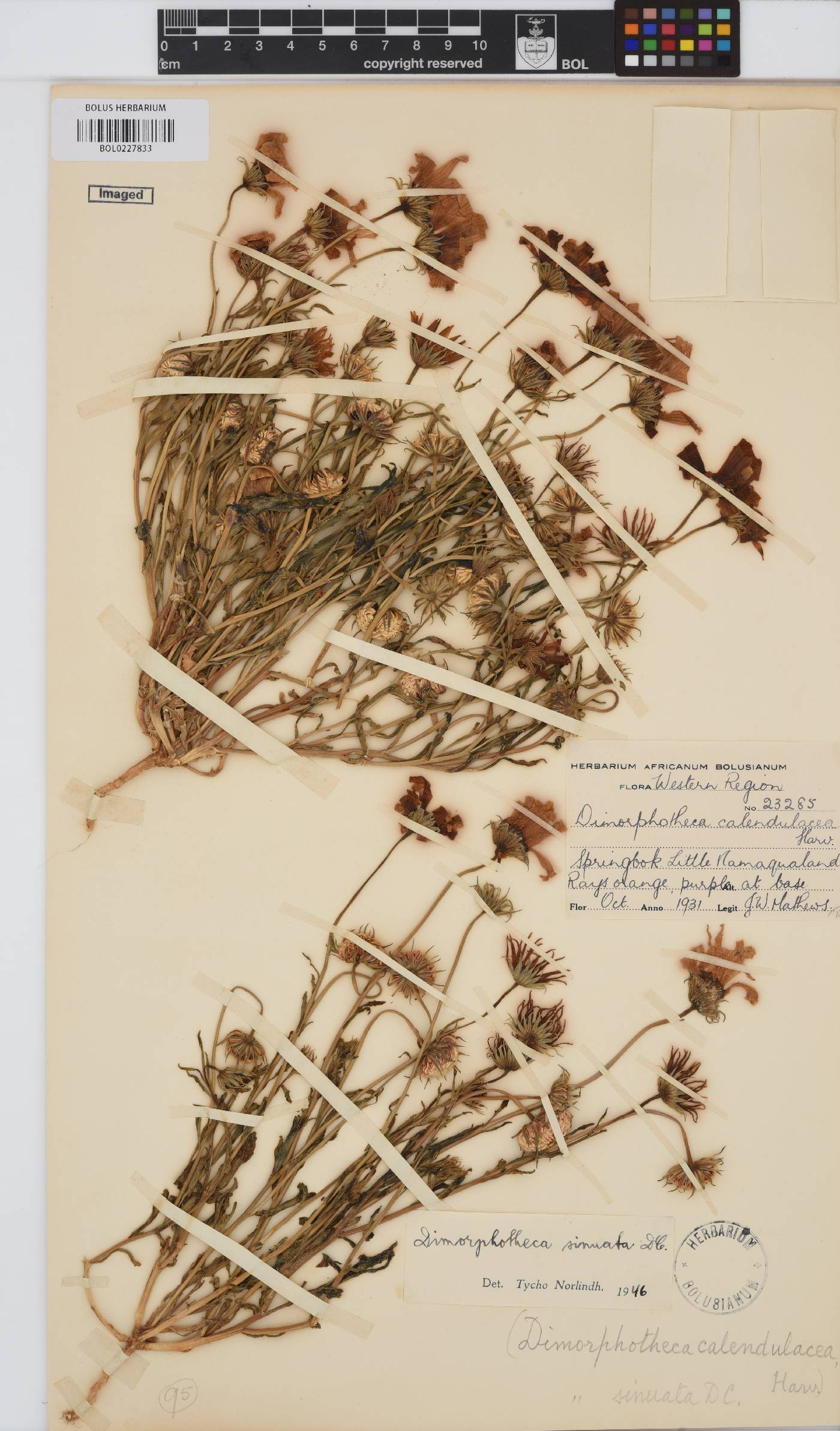 Dimorphotheca sinuata image