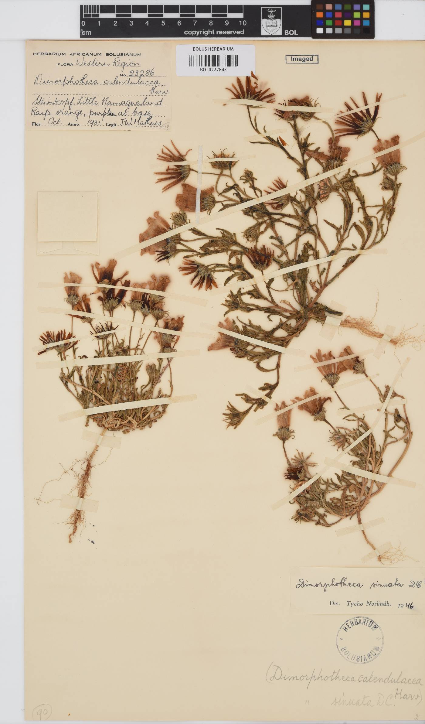 Dimorphotheca image