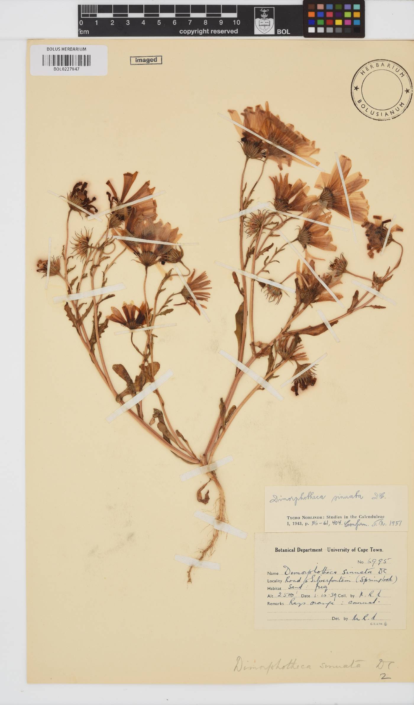 Dimorphotheca sinuata image