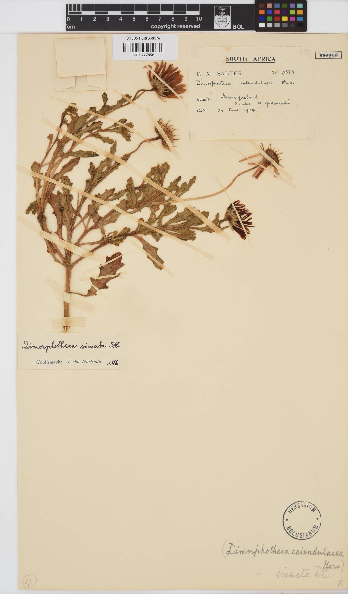 Dimorphotheca sinuata image