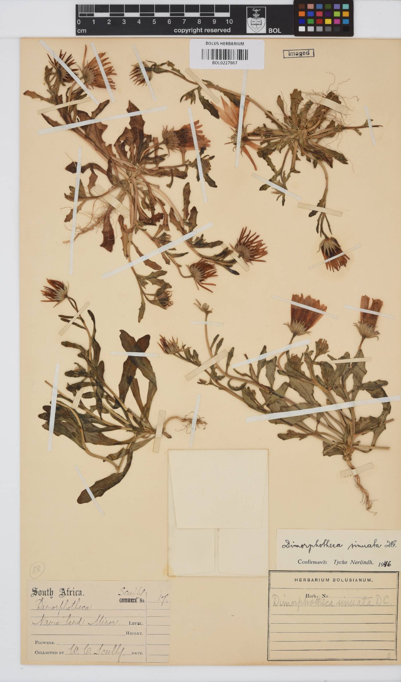 Dimorphotheca sinuata image