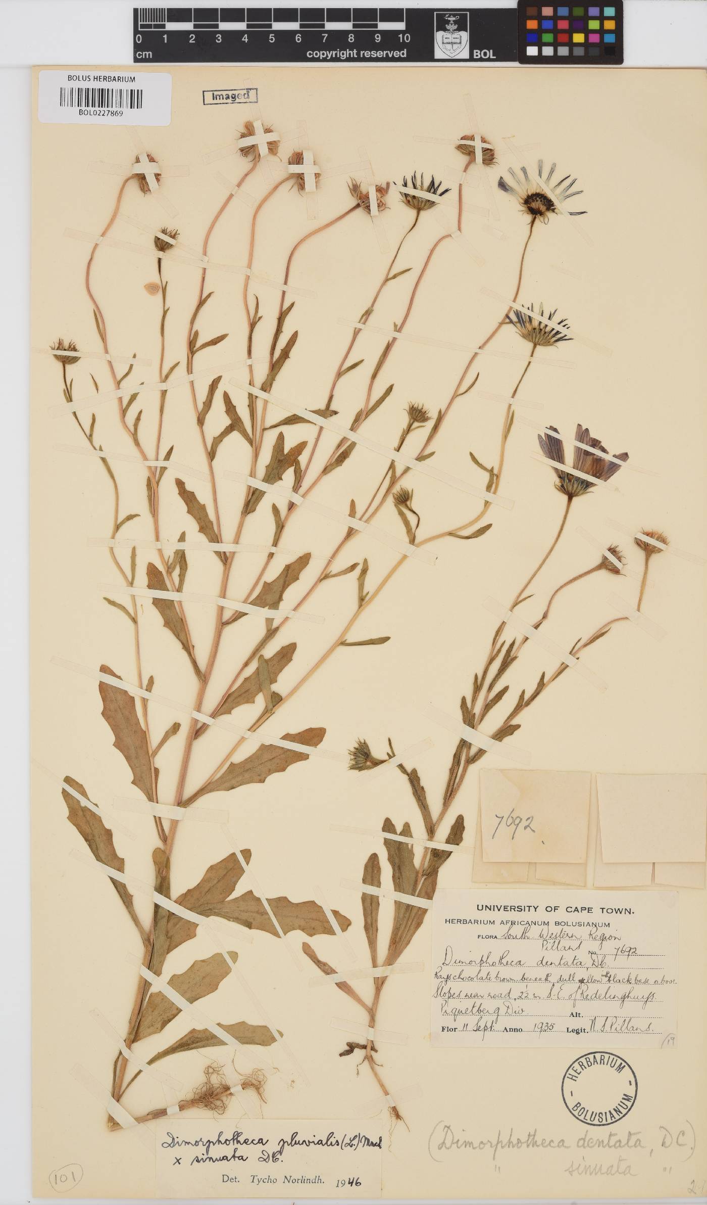 Dimorphotheca sinuata image