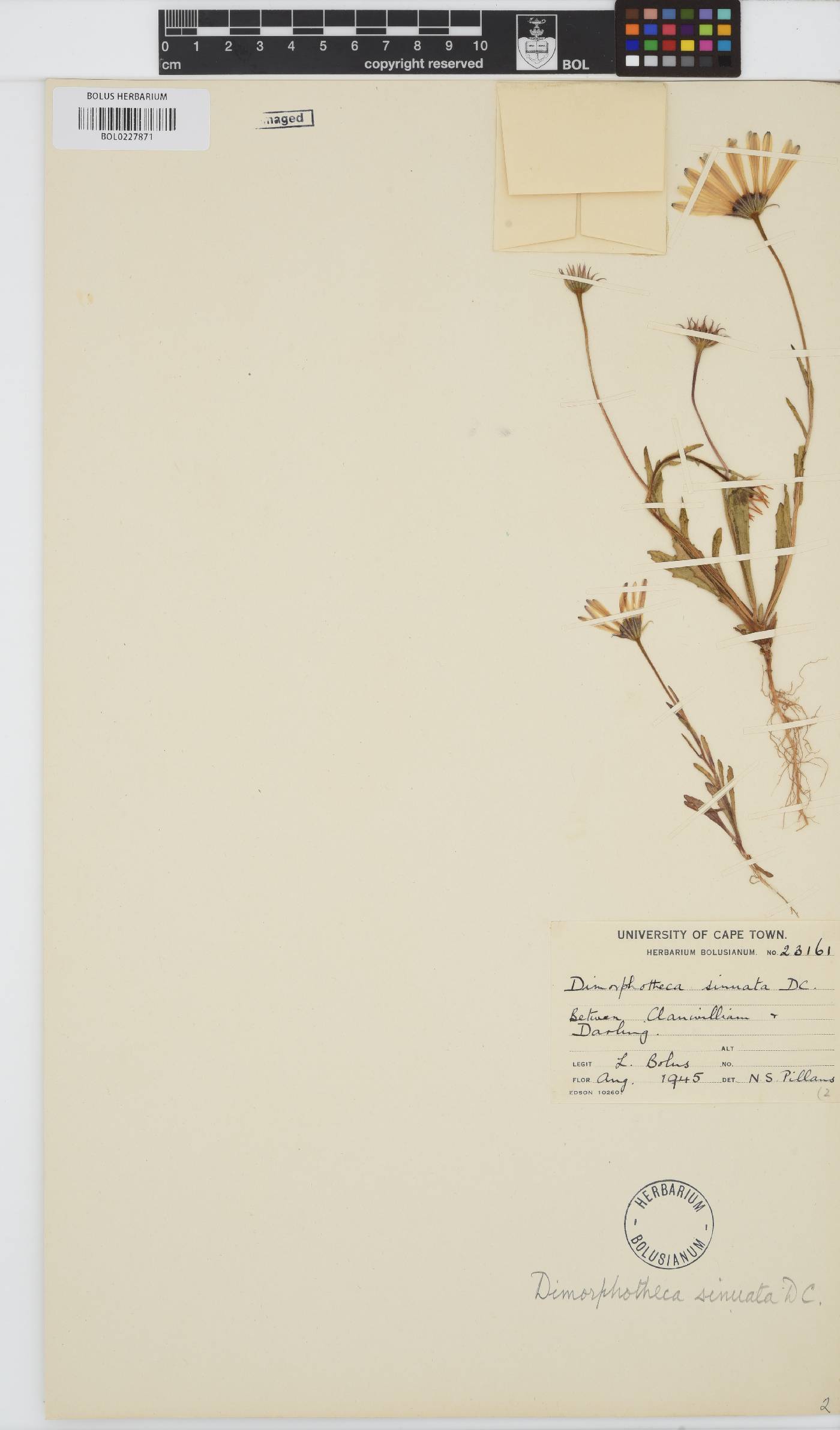 Dimorphotheca sinuata image
