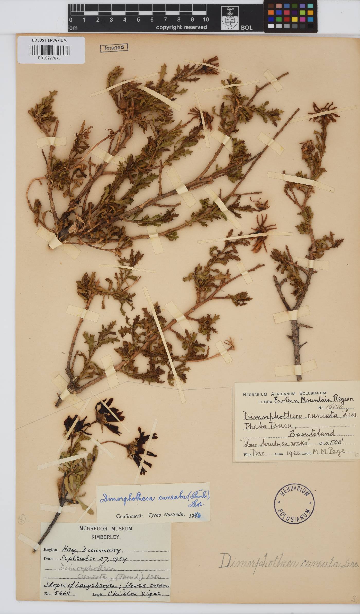 Dimorphotheca image