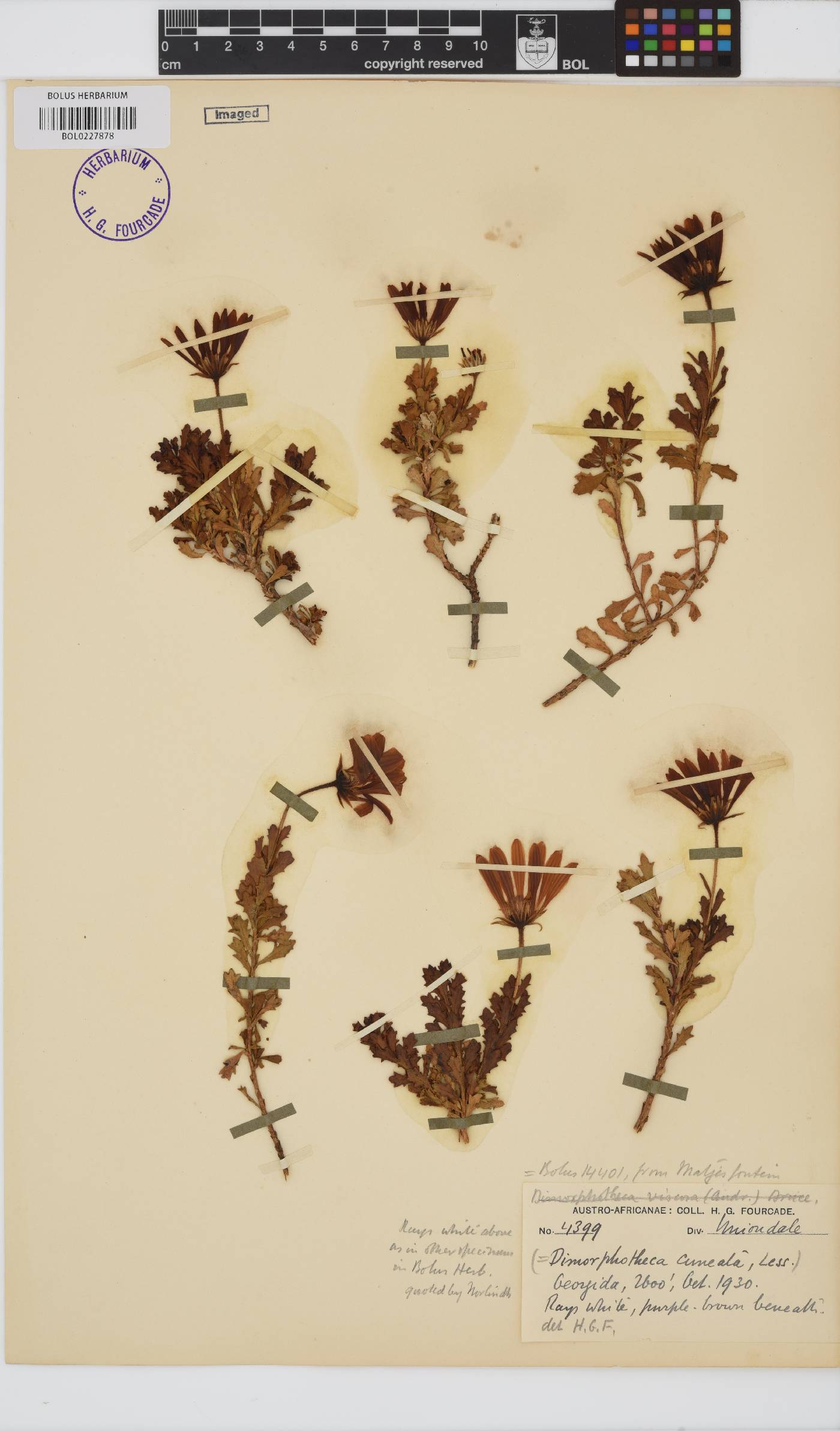 Dimorphotheca cuneata image