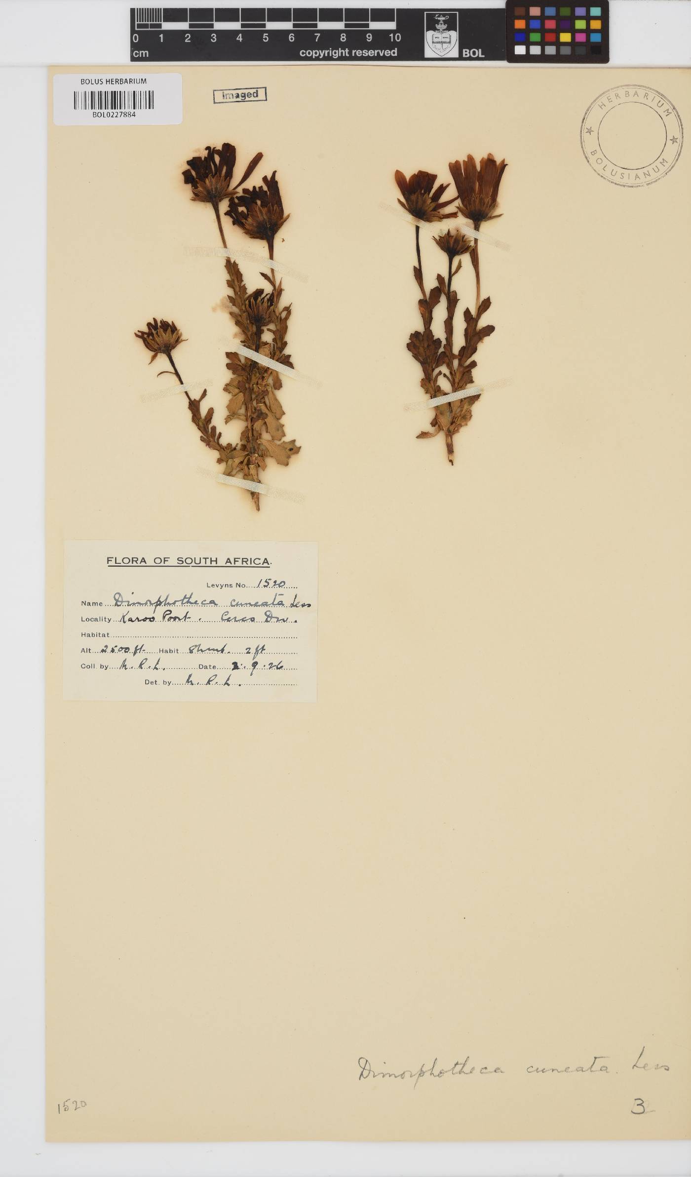 Dimorphotheca cuneata image