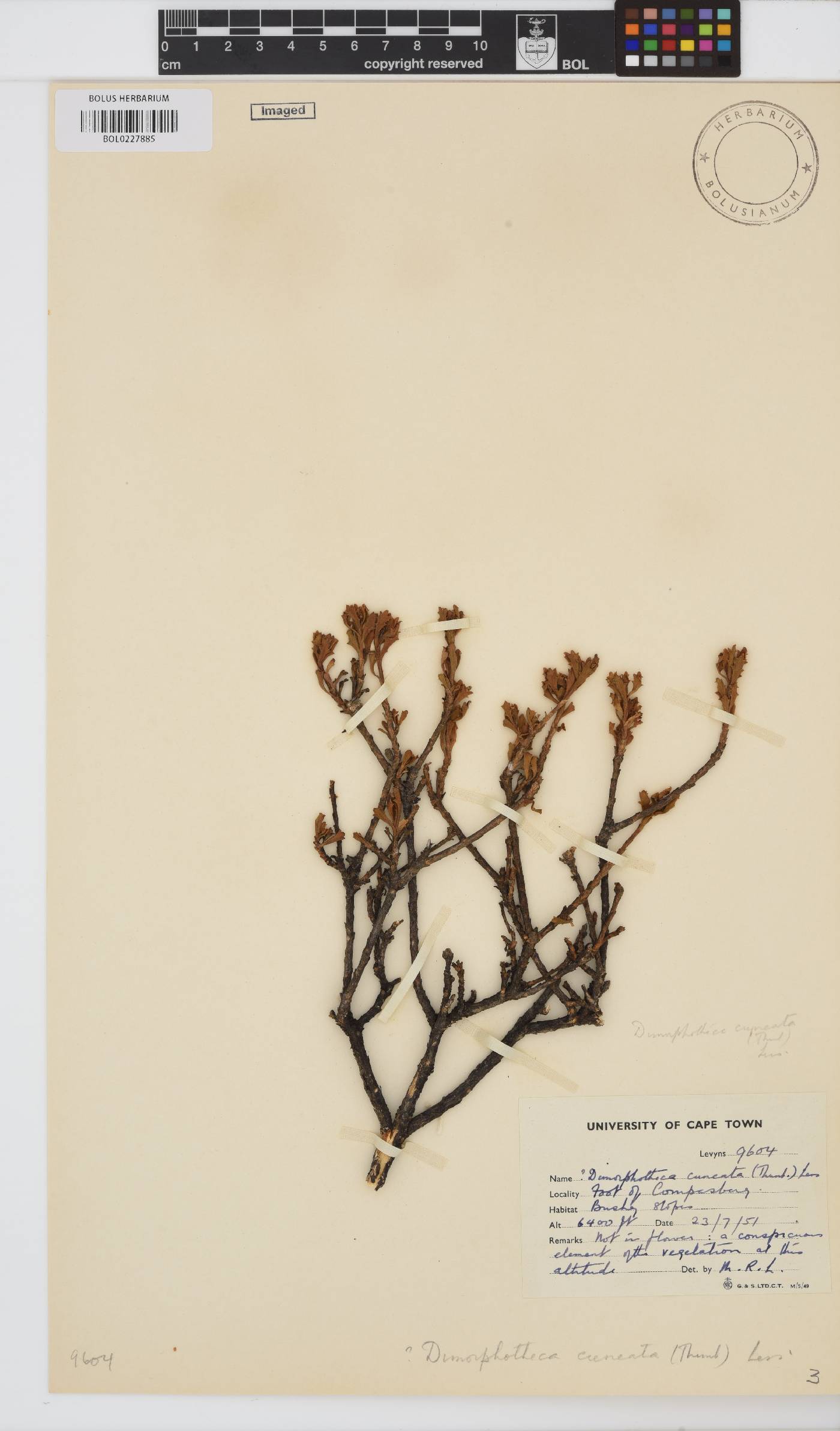 Dimorphotheca cuneata image