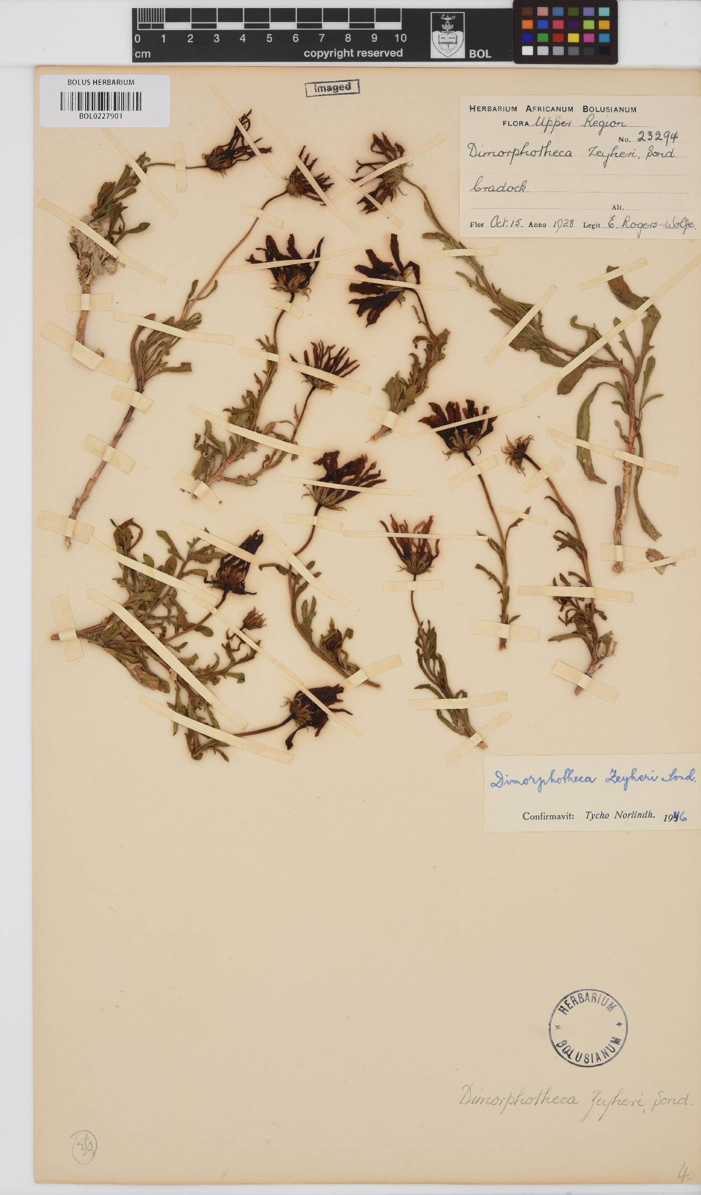 Dimorphotheca zeyheri image