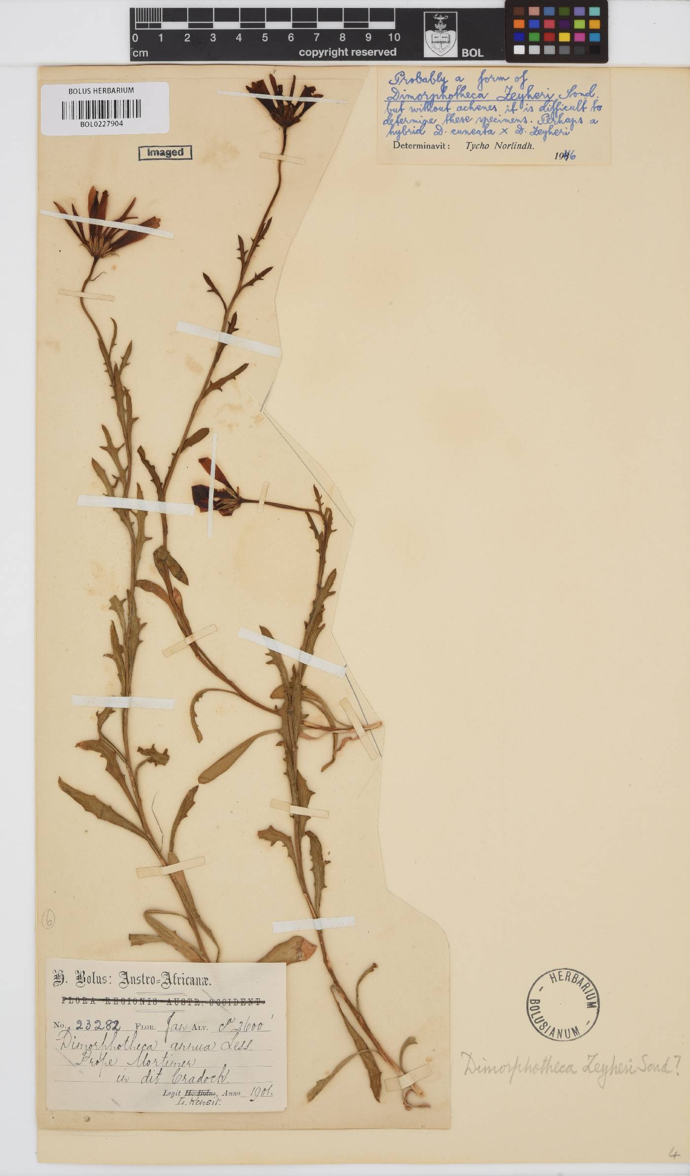 Dimorphotheca zeyheri image