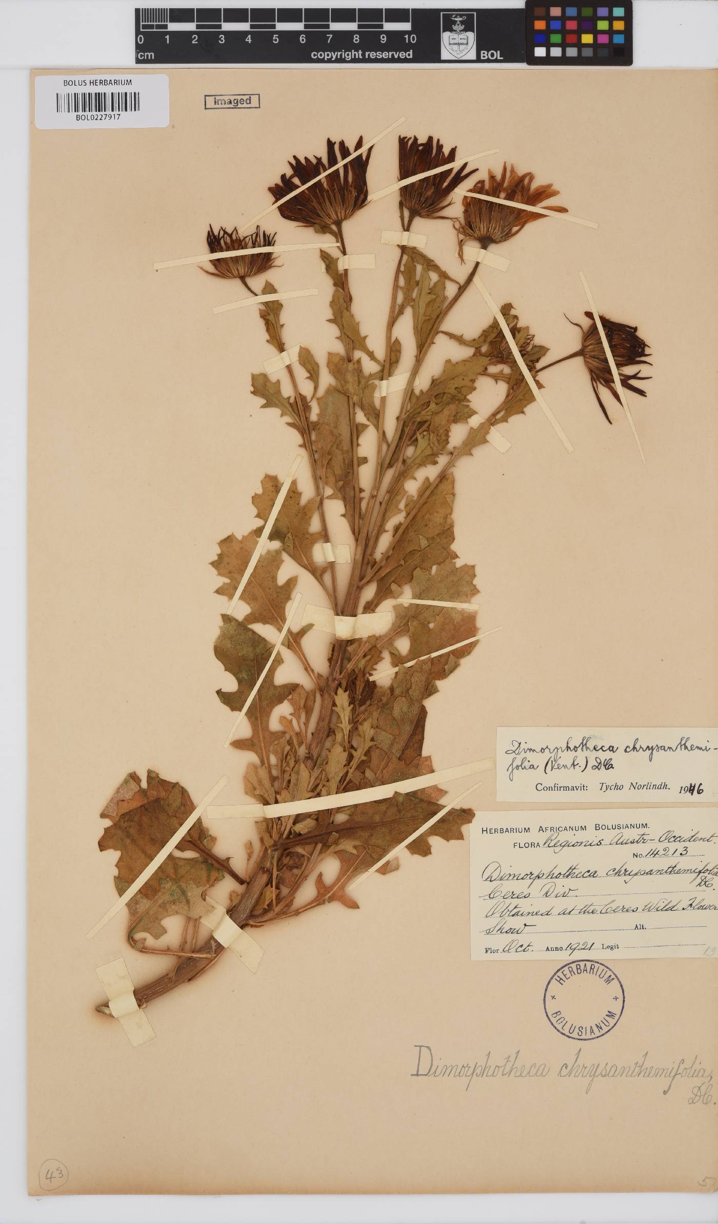 Dimorphotheca chrysanthemifolia image