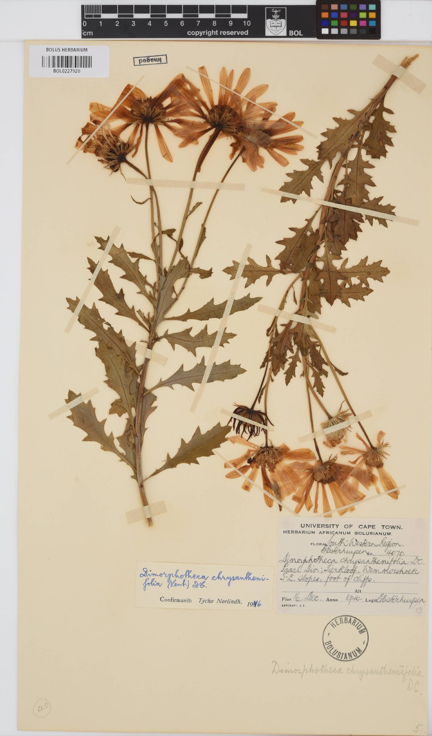 Dimorphotheca chrysanthemifolia image