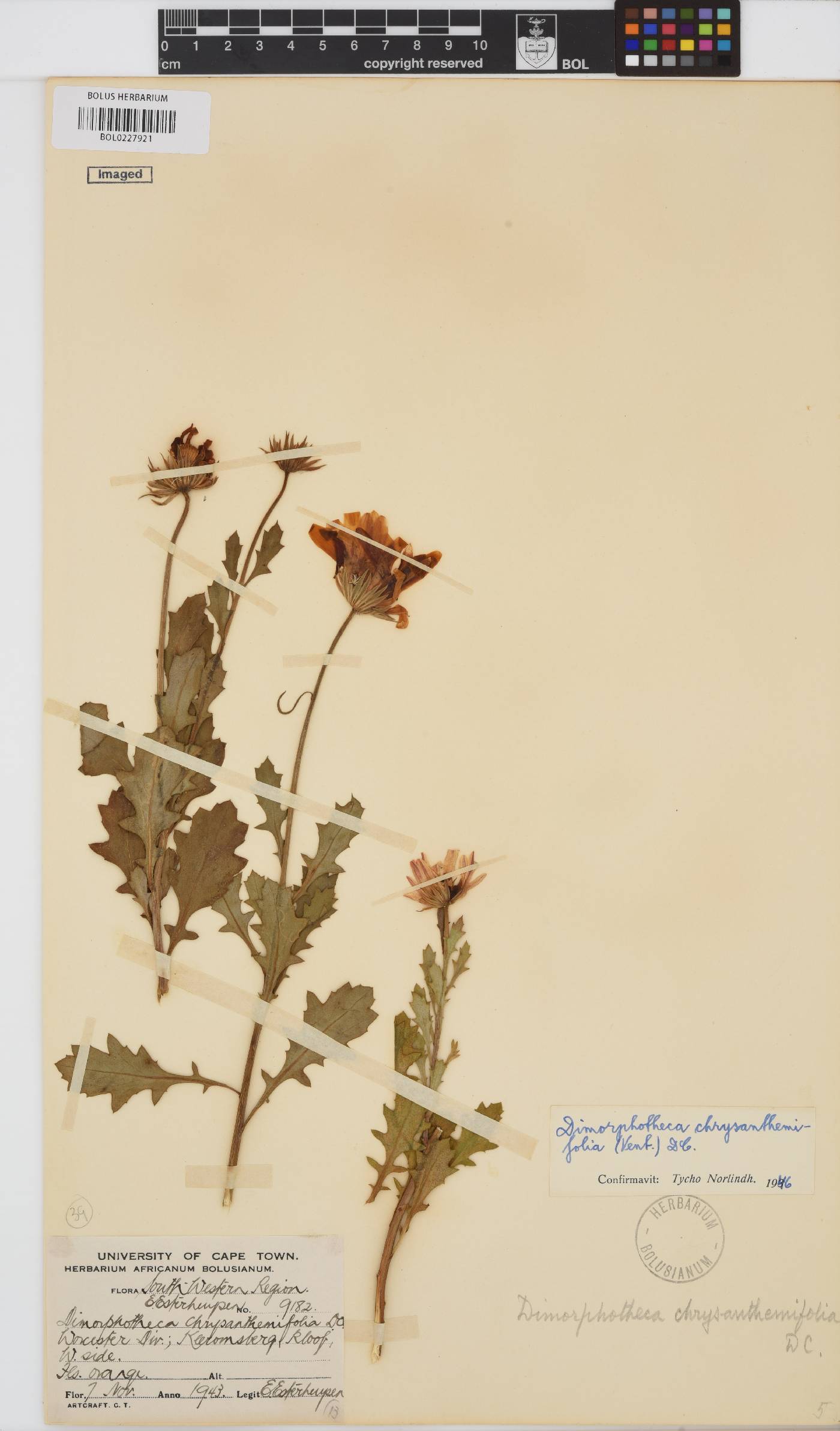 Dimorphotheca chrysanthemifolia image