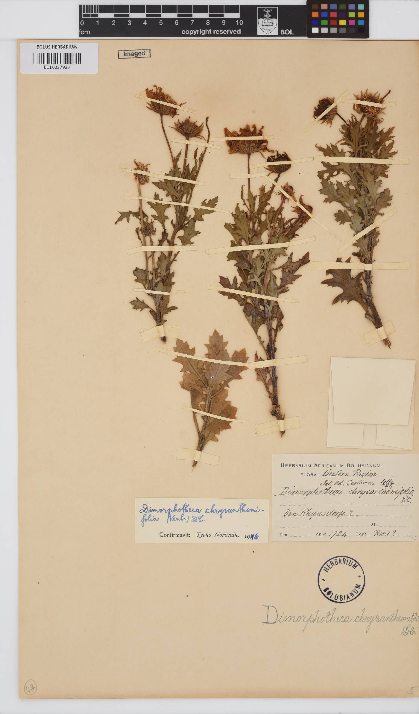 Dimorphotheca chrysanthemifolia image