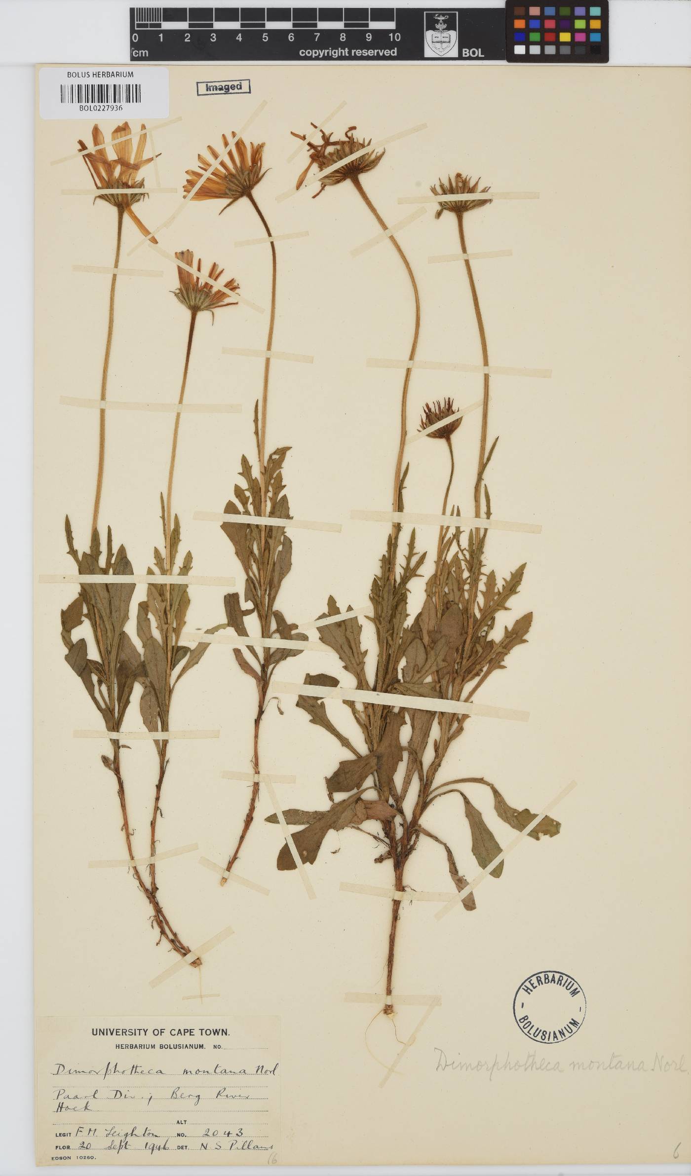 Dimorphotheca montana image