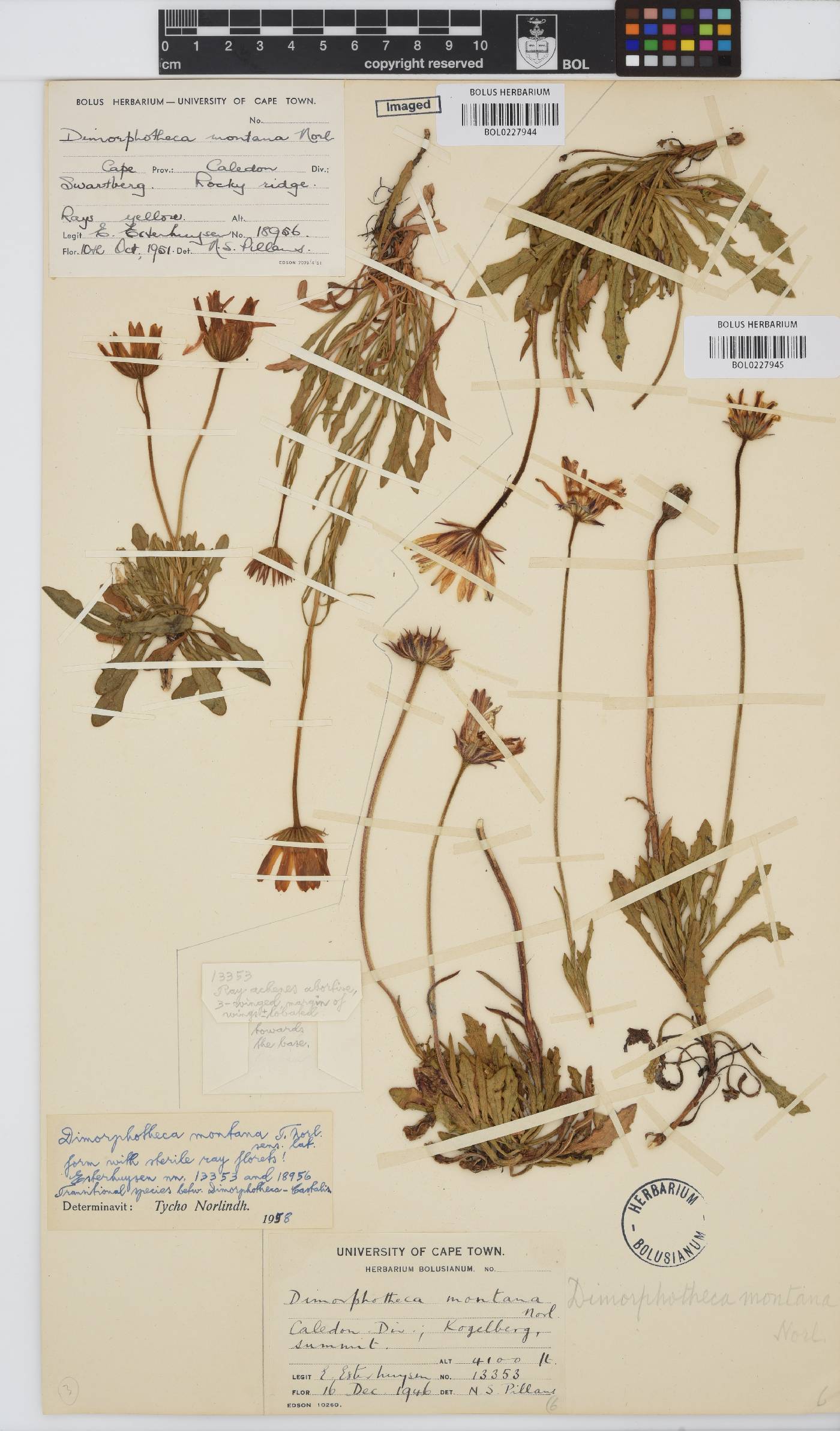 Dimorphotheca montana image