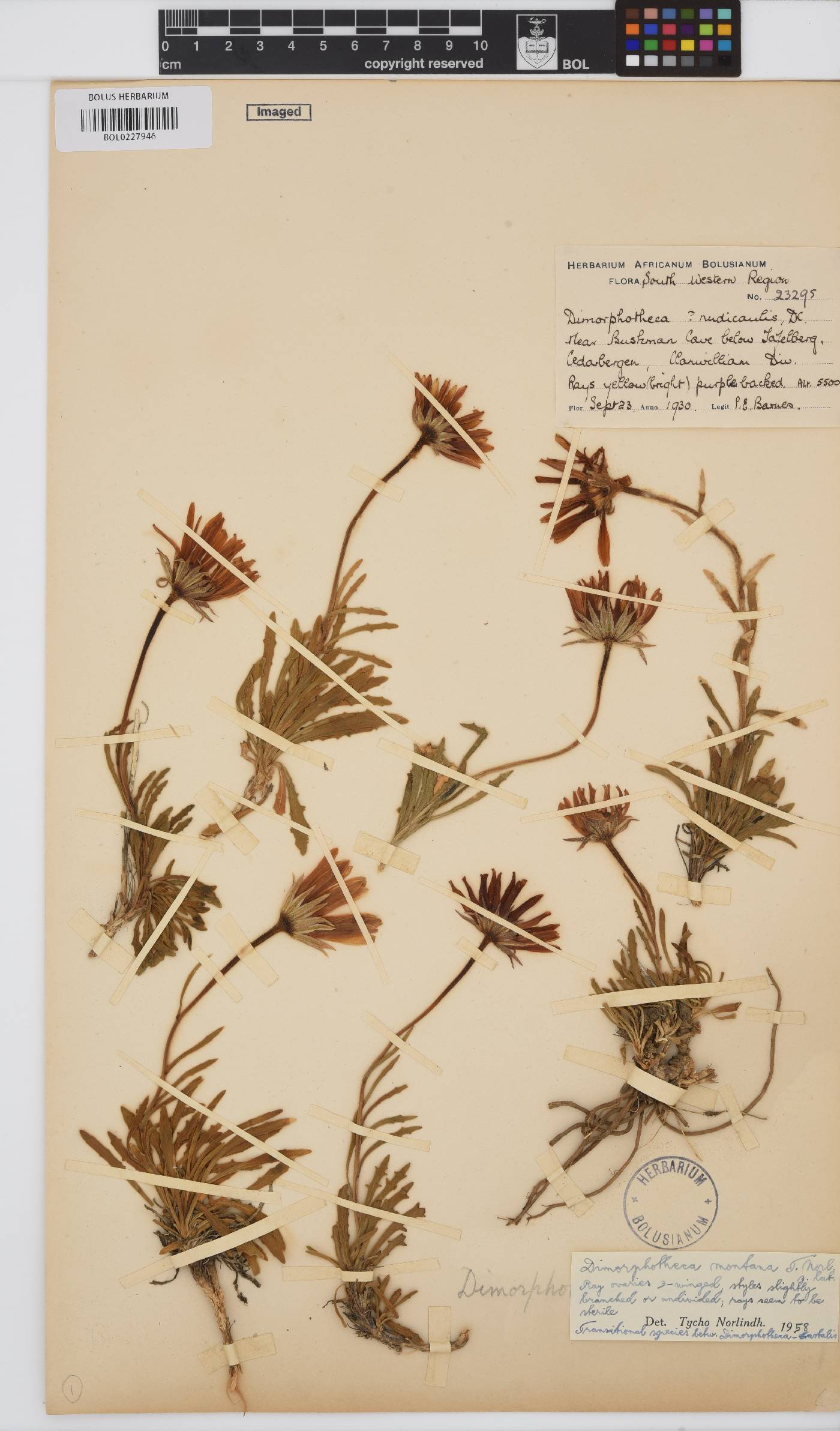 Dimorphotheca montana image