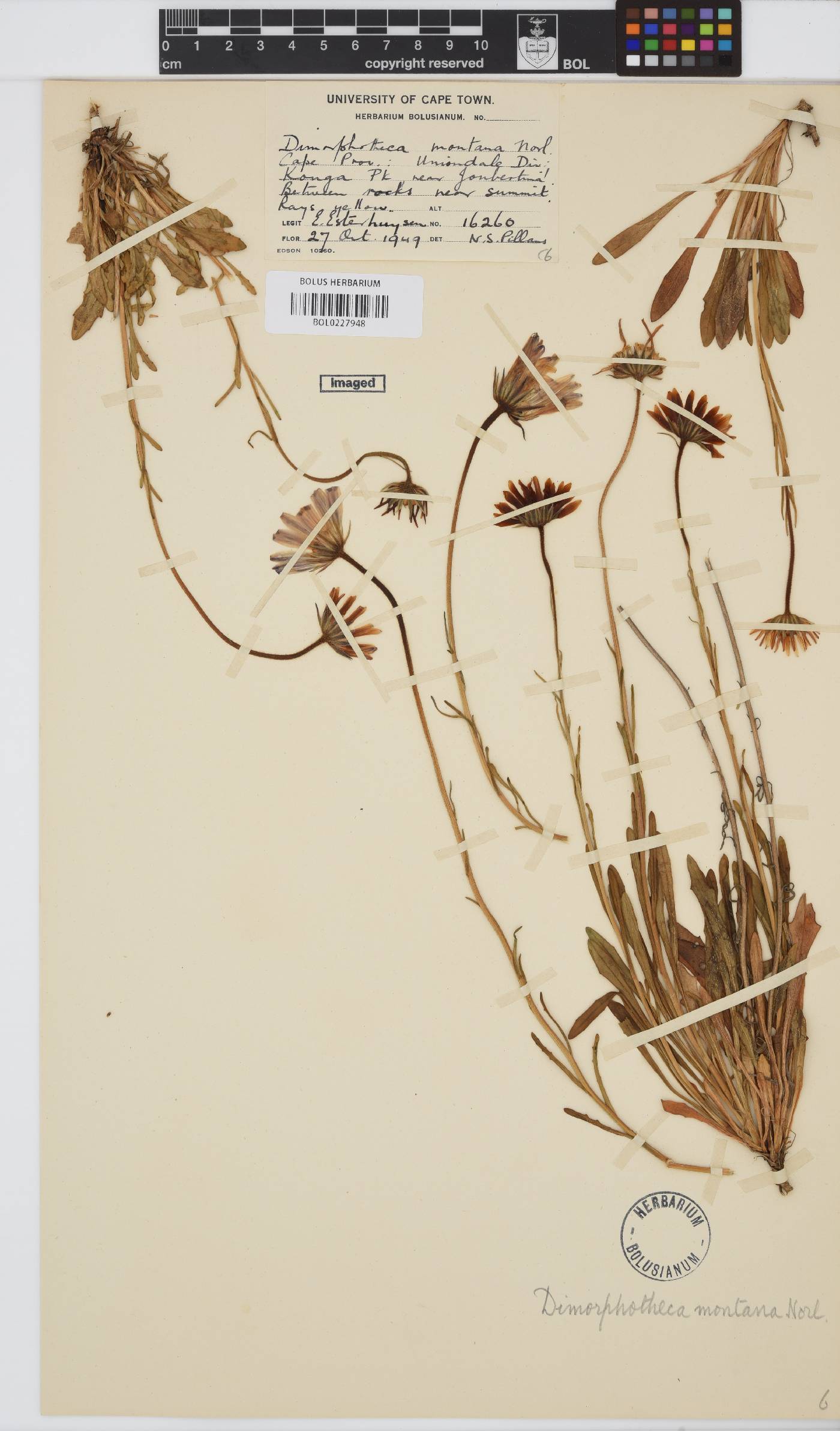 Dimorphotheca montana image