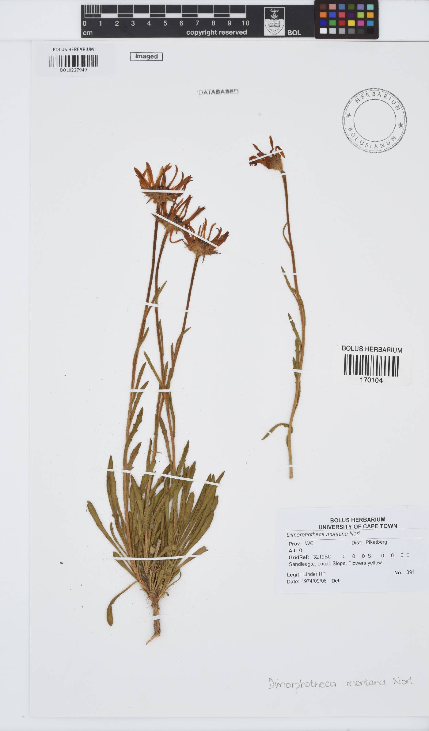 Dimorphotheca image