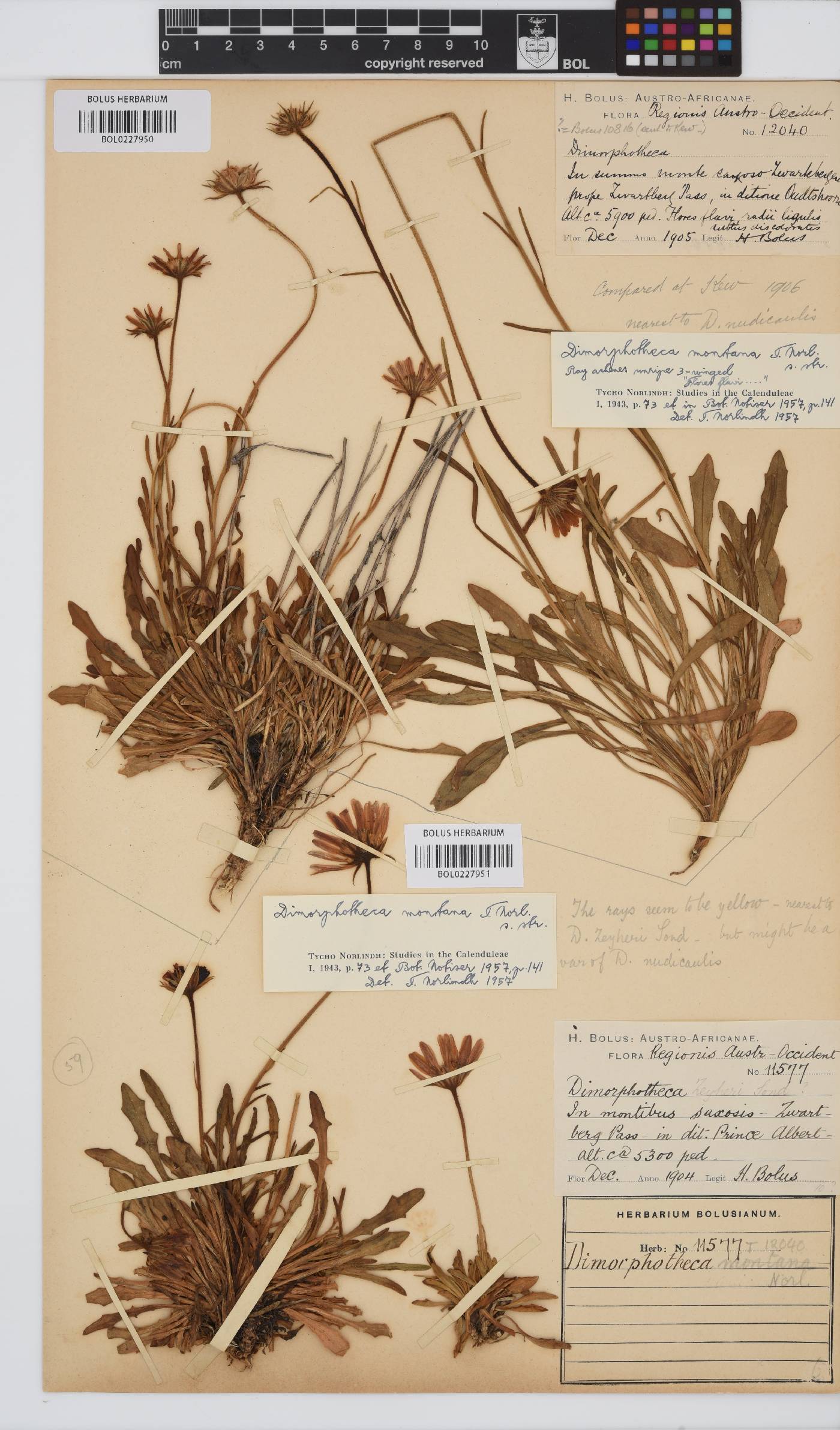 Dimorphotheca montana image