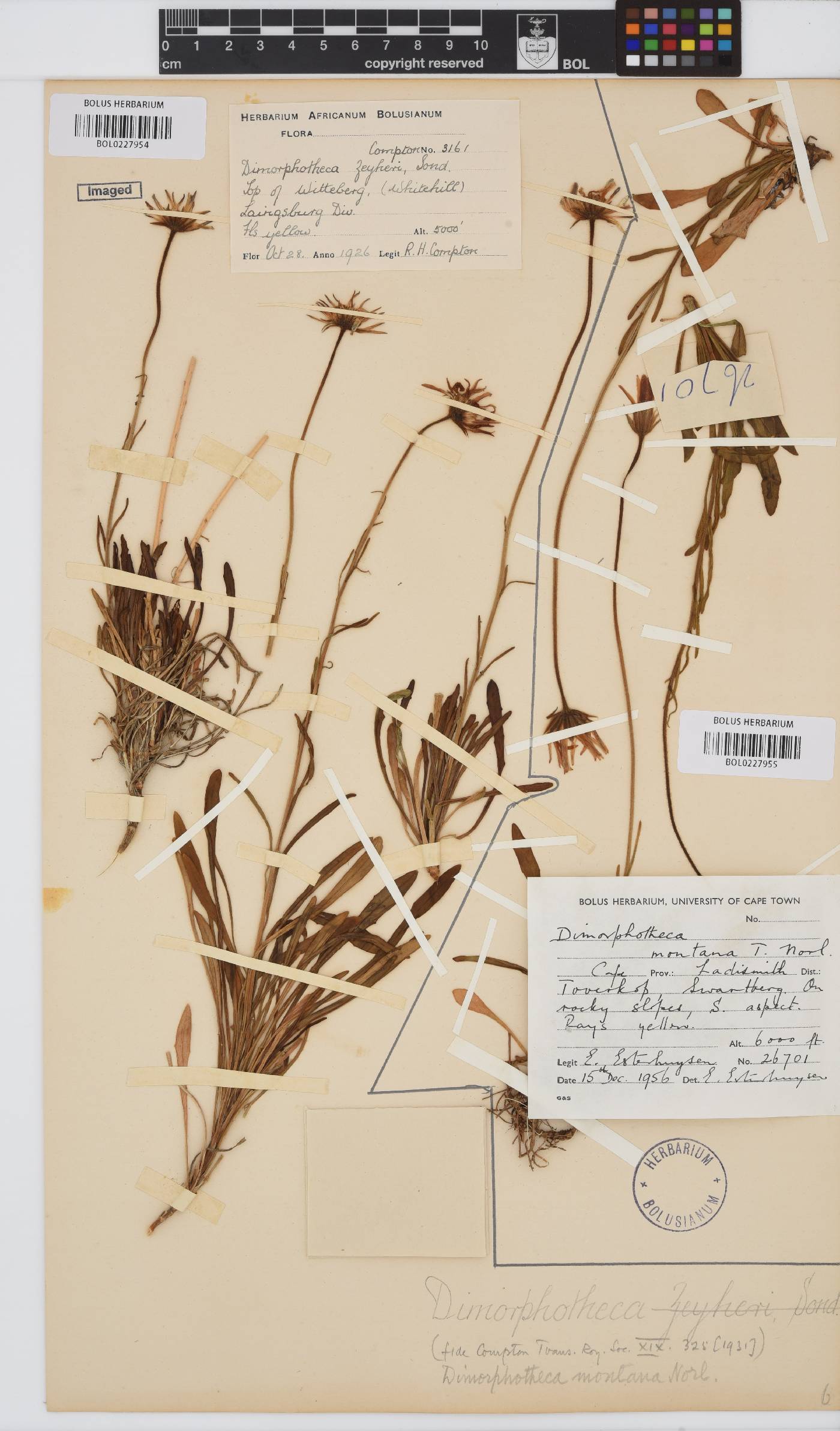 Dimorphotheca montana image