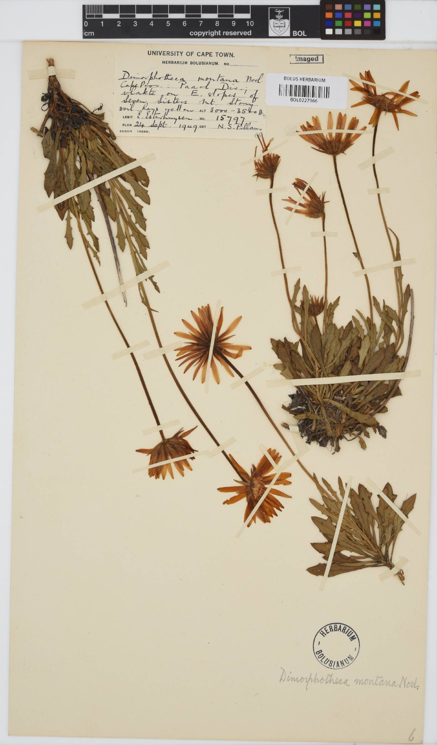 Dimorphotheca image