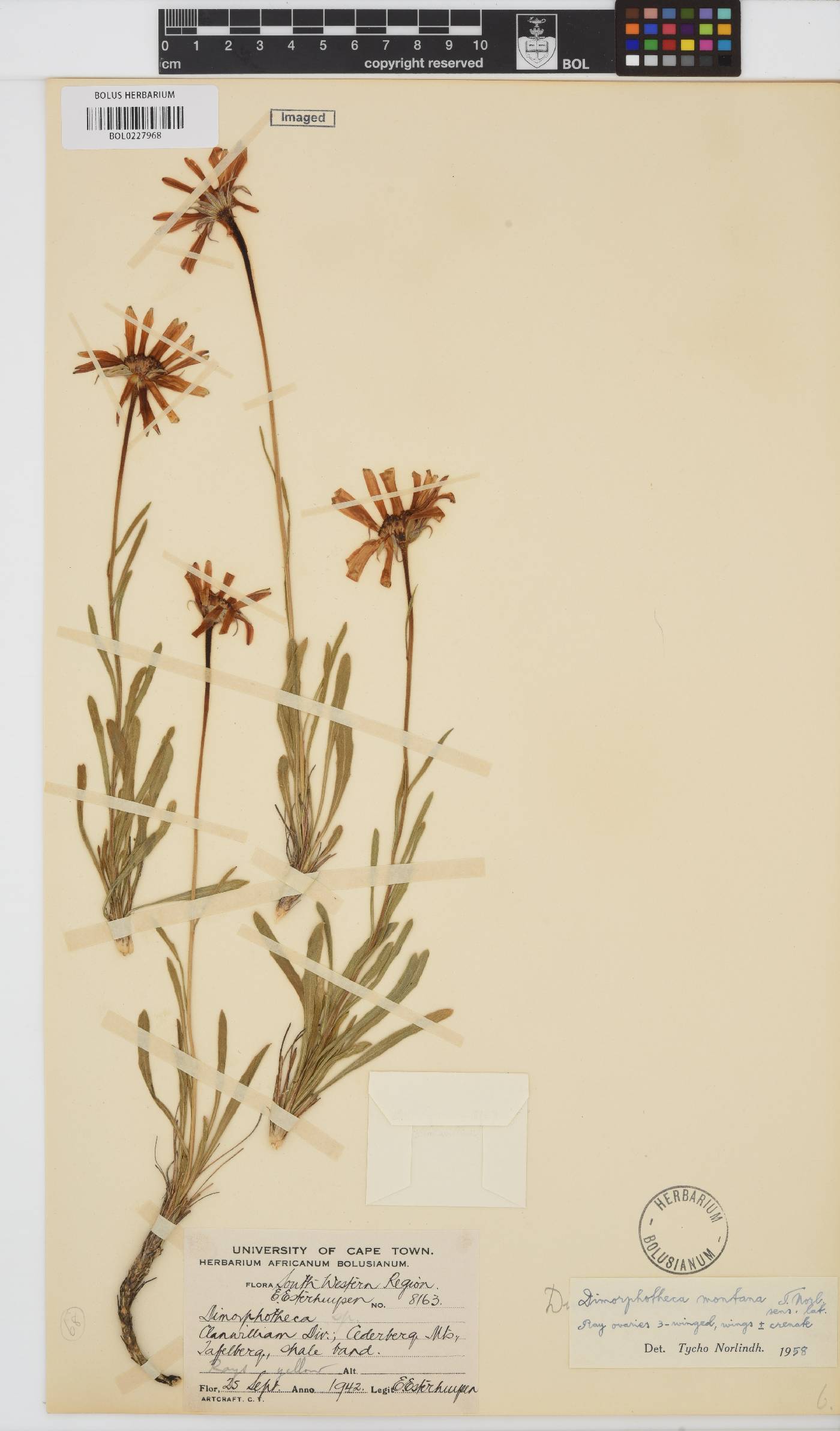 Dimorphotheca montana image