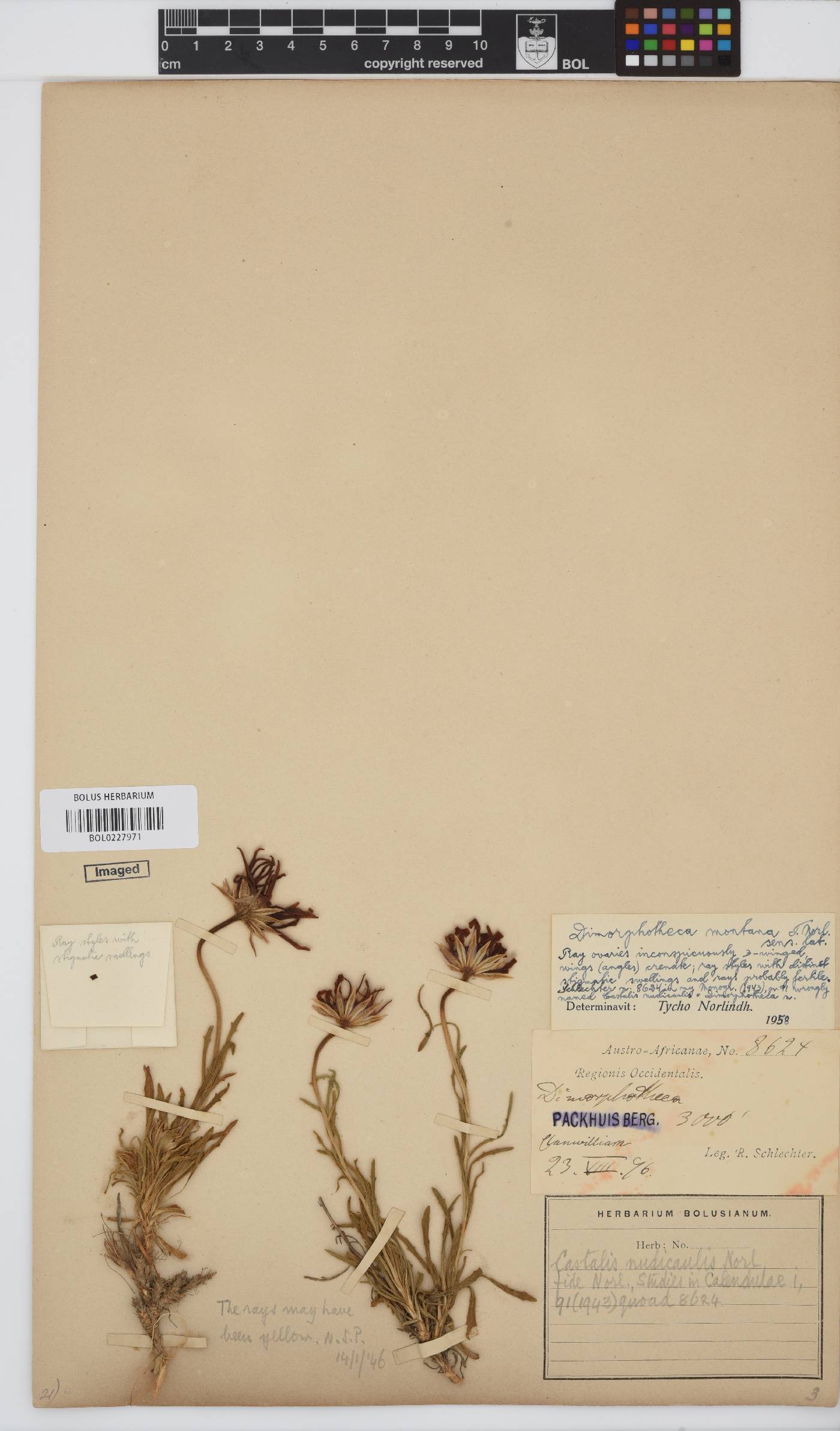 Dimorphotheca montana image