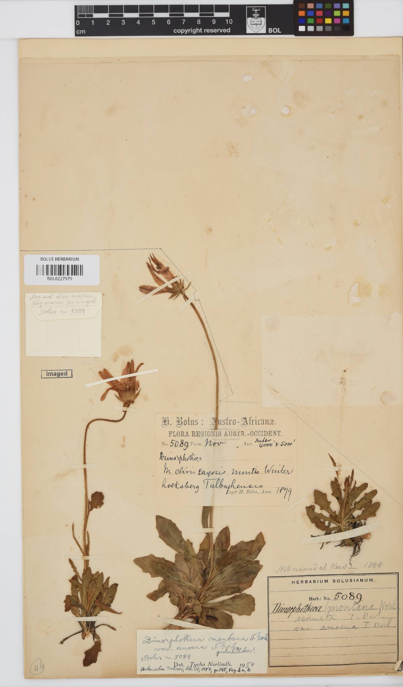 Dimorphotheca venusta var. amoena image