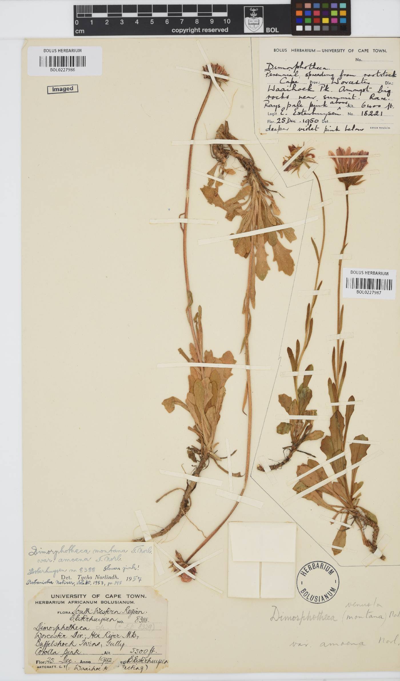 Dimorphotheca venusta image