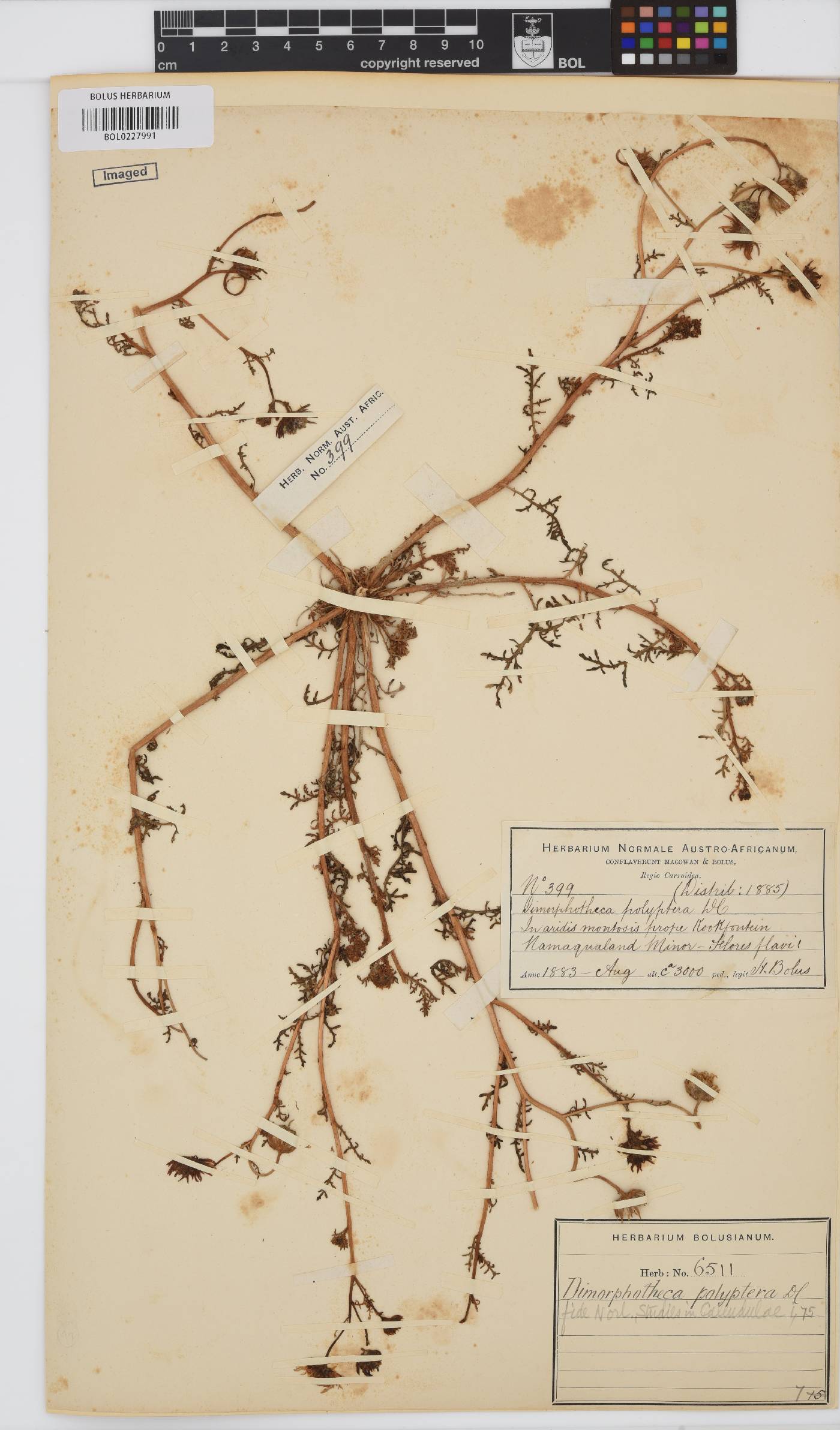 Dimorphotheca polyptera image